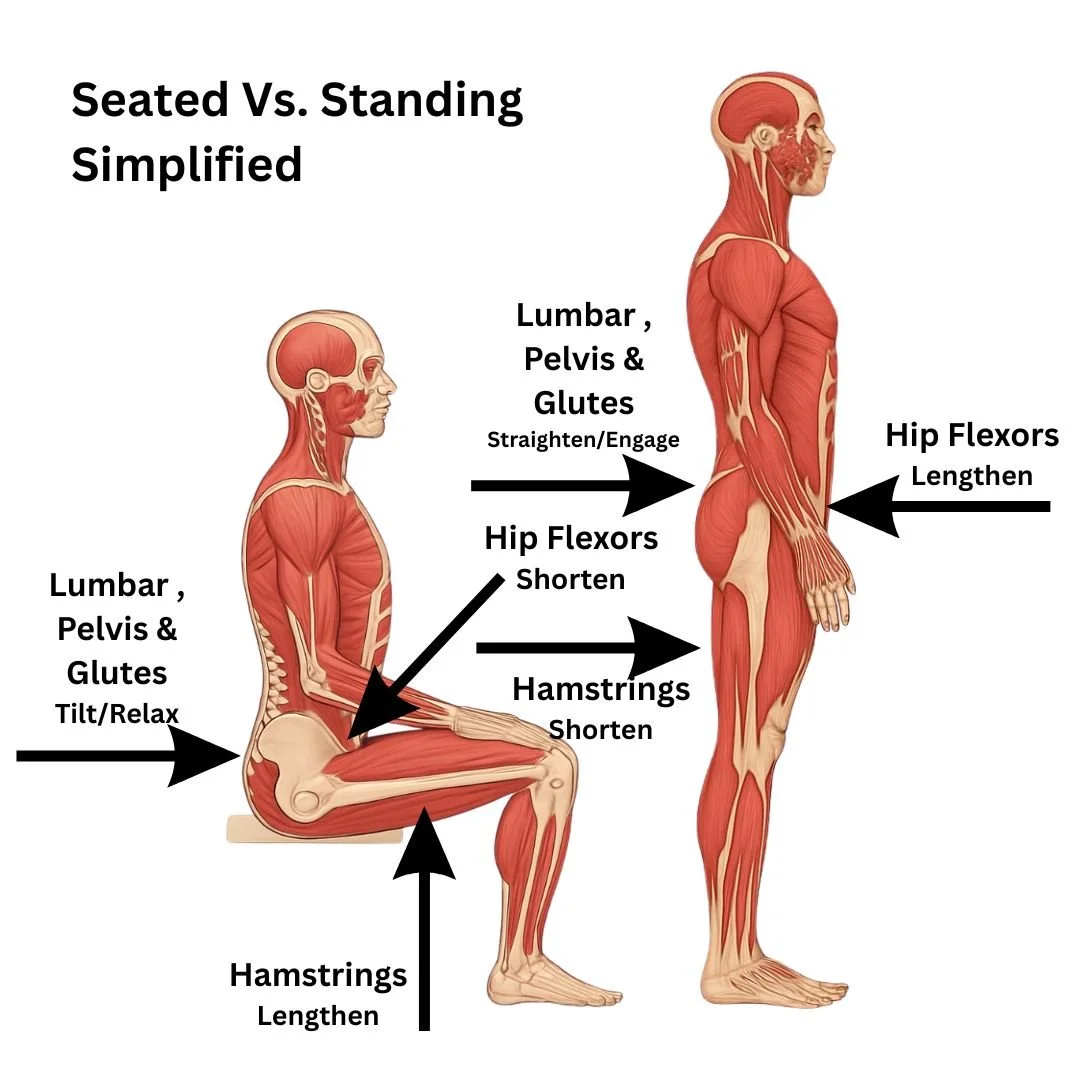 Why Your Low Back Feels Tight After Sitting (And What Yoga Can Do About It)
