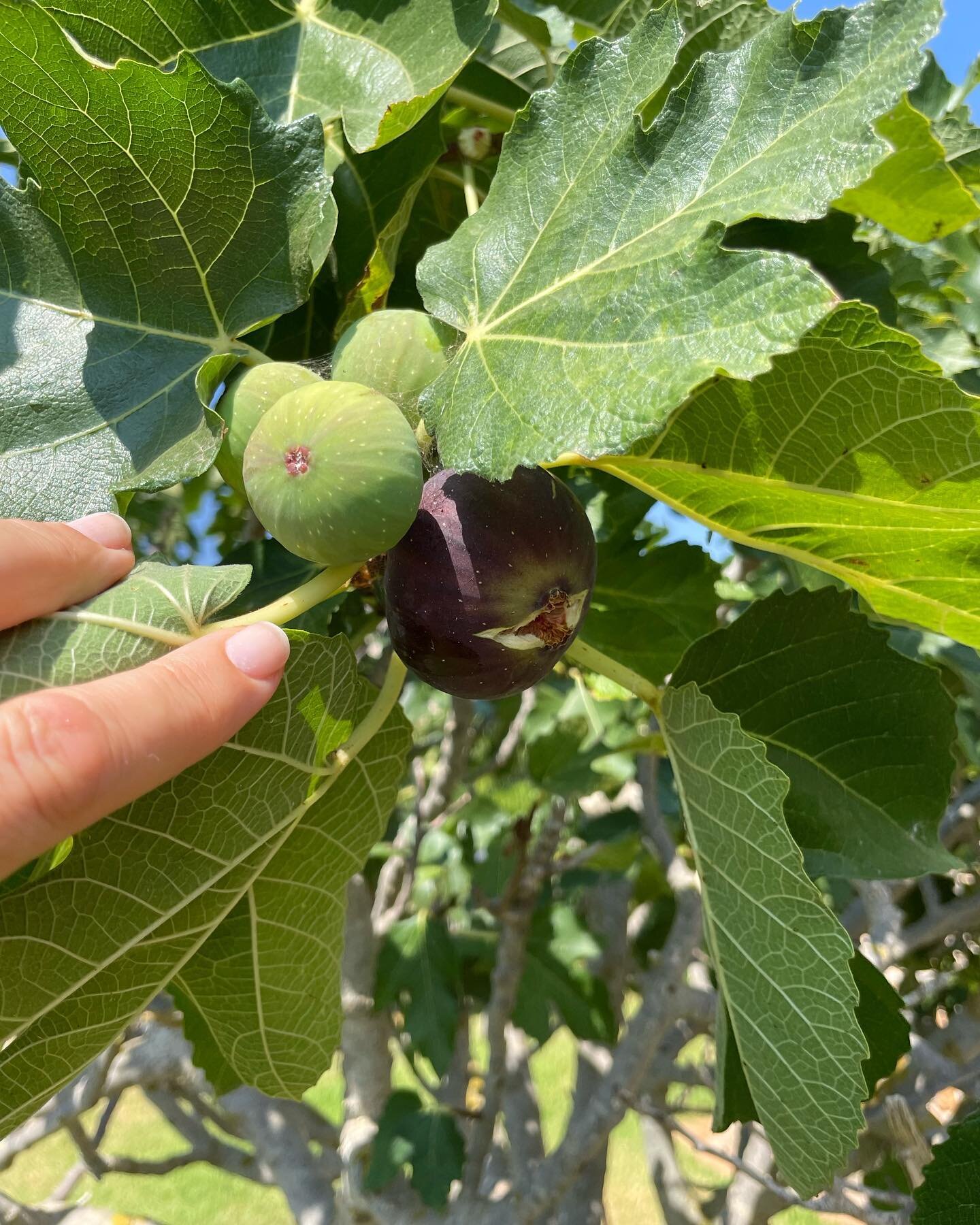 Figs in our garden. Yummy !!! 😋 Never ate figs directly from the tree before &hellip;. #figsinitaly #figs #puglia #italytravel