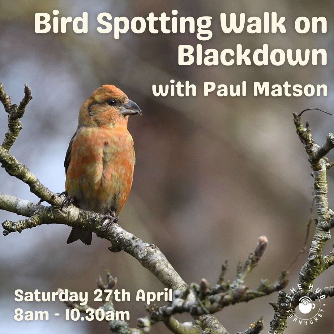 🌳 🦉🦅 Calling all aspiring twitchers 🦉🦅 🌳

Join us for an captivating spring birdwatching expedition atop Blackdown, guided by the knowledgeable and a passionate birdwatcher, Paul Matson. On Saturday, April 27th, embark on a journey to spot beau