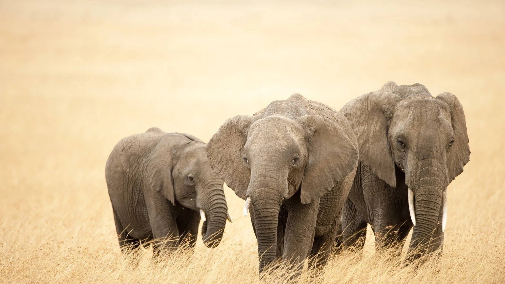 African Elephants