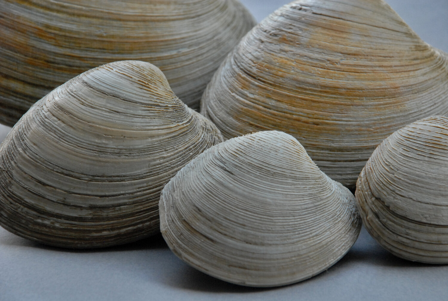 Clams – Hardshell Littleneck Clams and Quahog Clams — Intershell Seafood