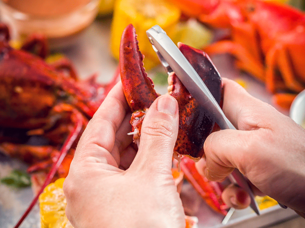 1 Claw Lobsters Cull Lobster Affordable Maine Lobsters — Intershell Seafood