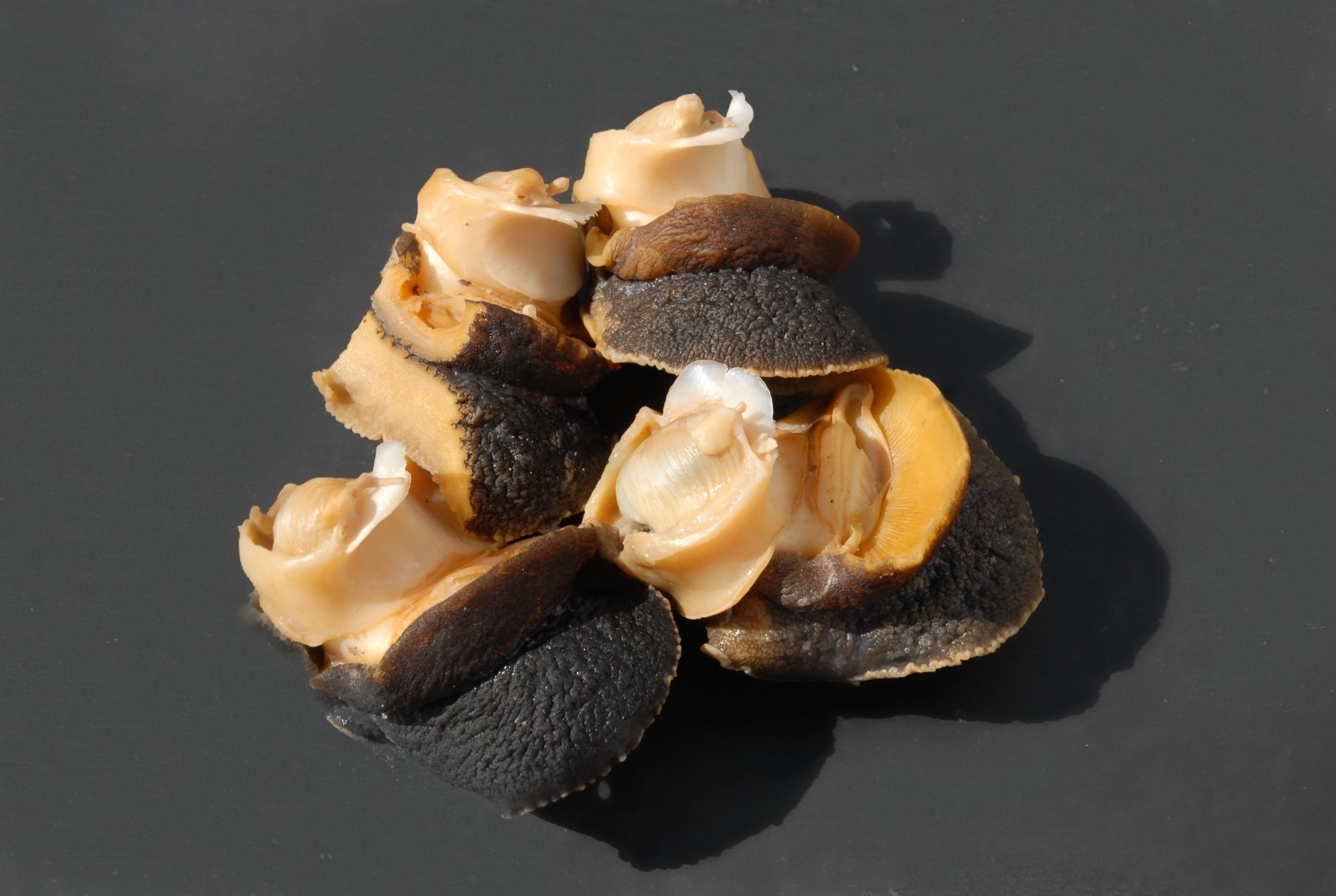 Cooked Northern Moonsnail Meat - Cooked Conch Meat Available Online —  Intershell Seafood