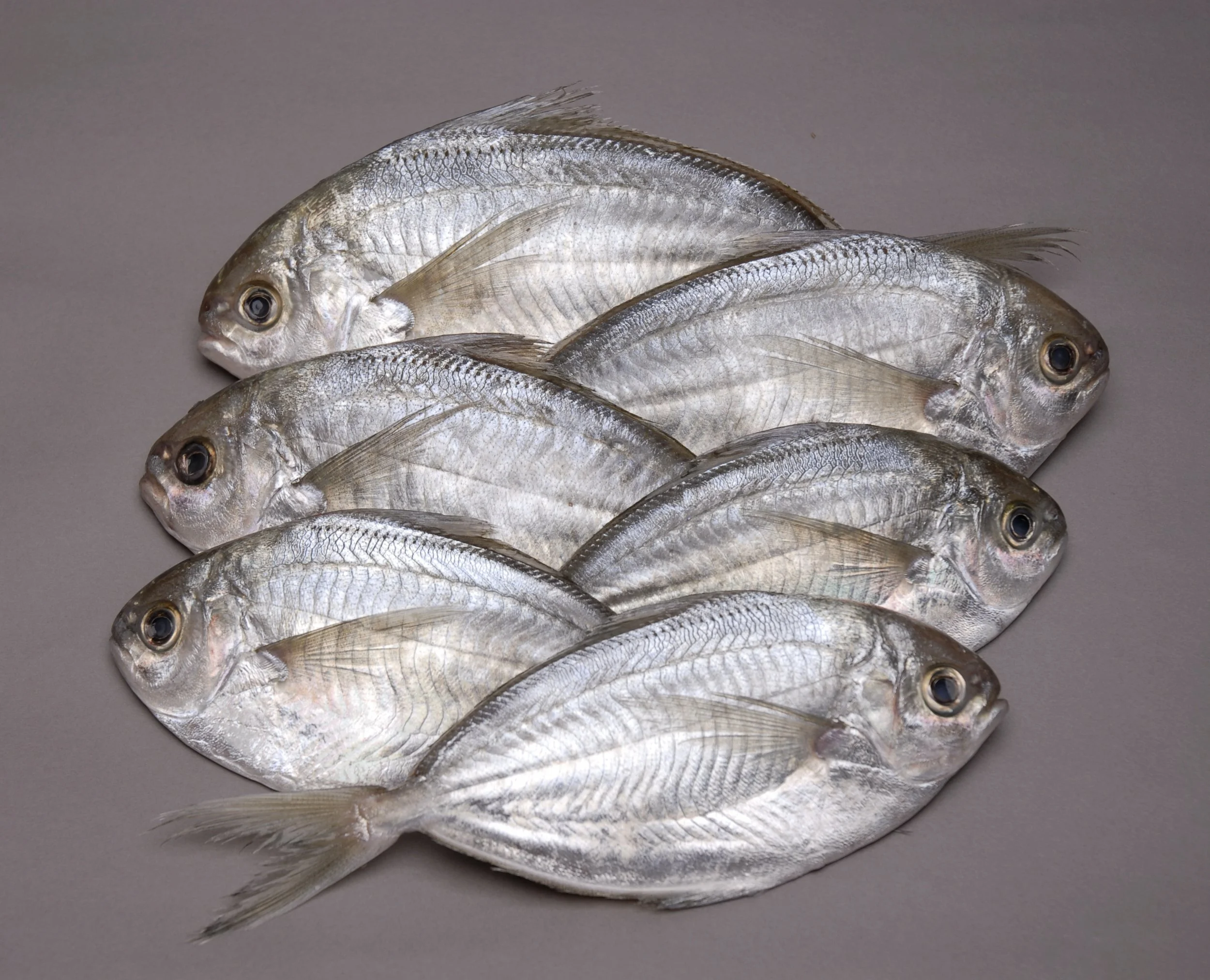 Fresh Atlantic Butterfish Fresh Butterfish Online — Intershell Seafood