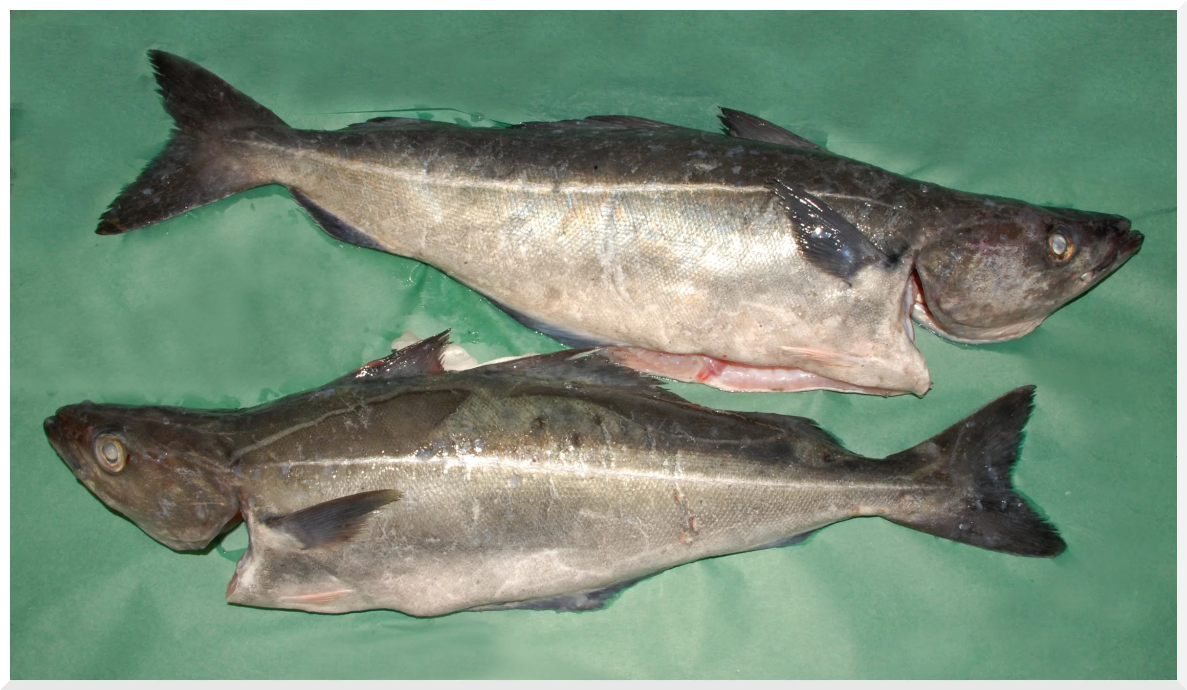 Fresh Atlantic Pollock Fillets (Pollack Fillets) — Intershell Seafood