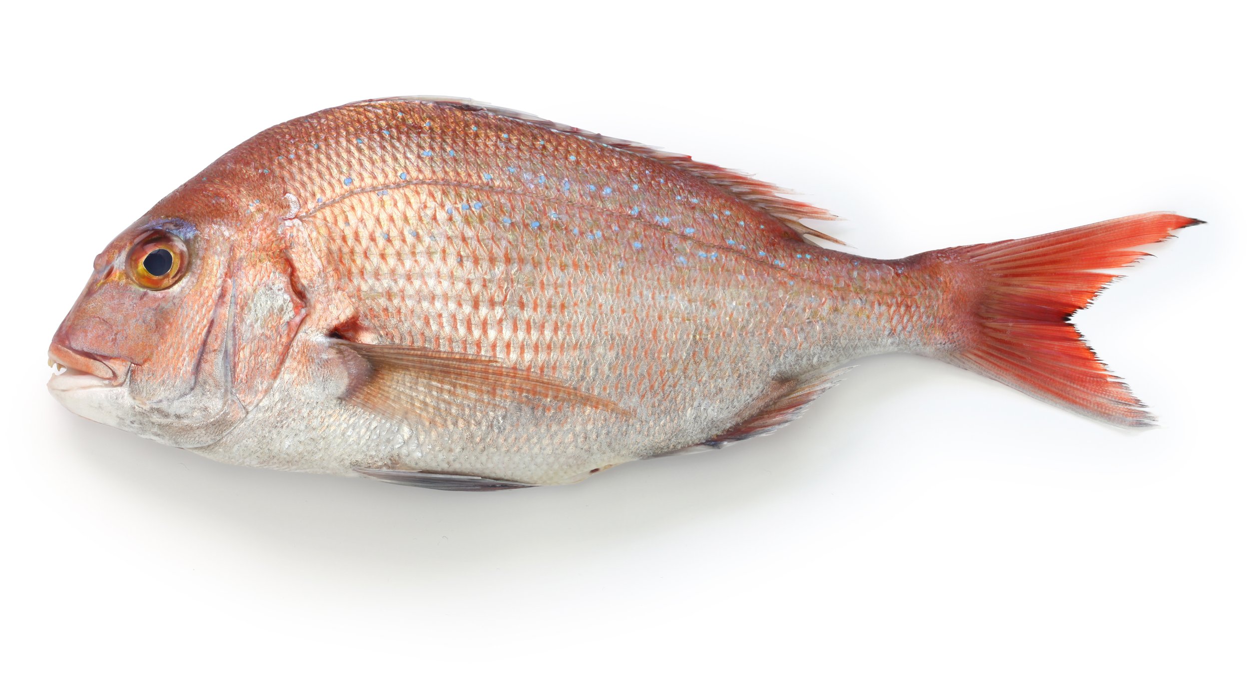 Fresh Japanese Madai - Red Sea Bream