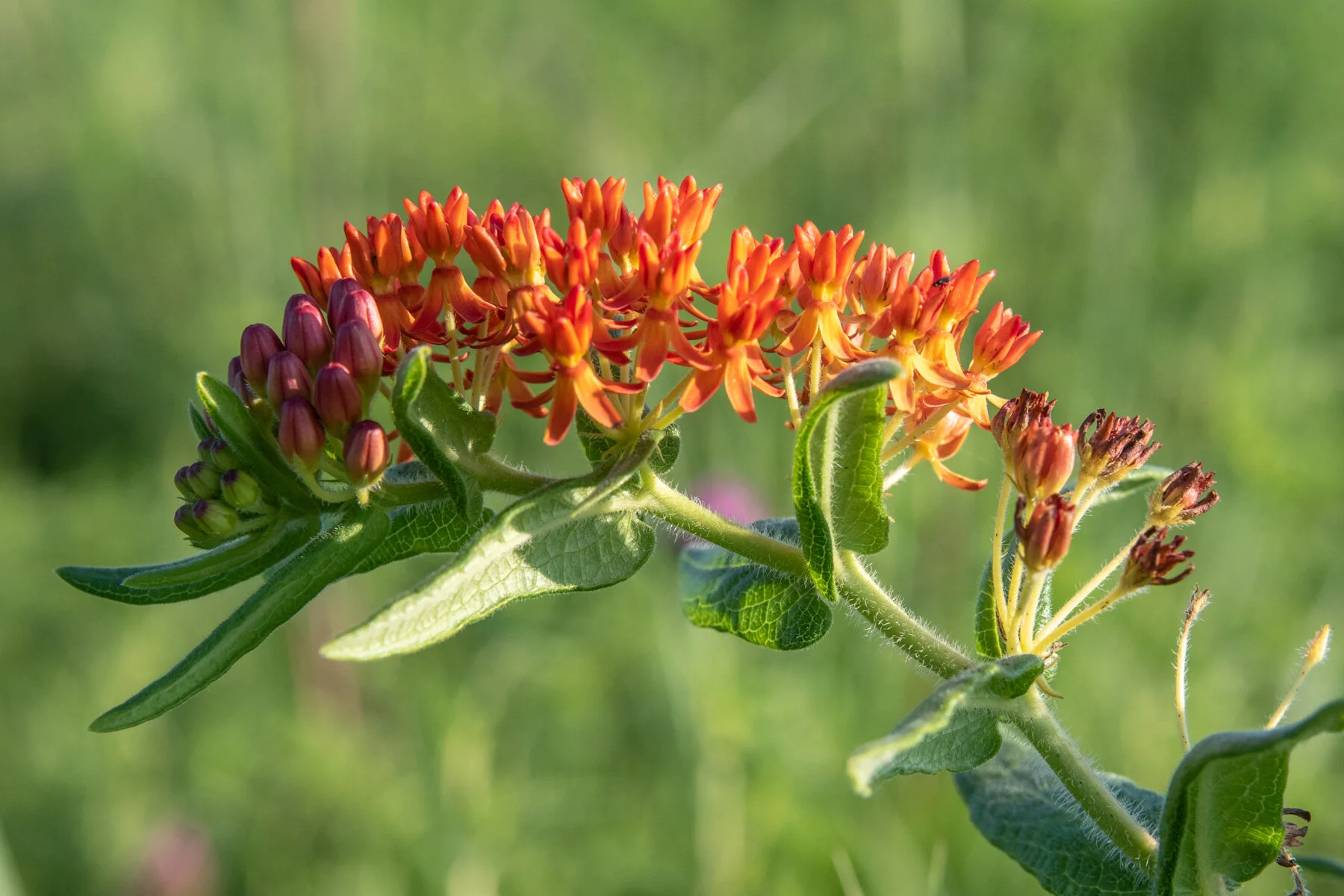 Butterfly Weed.jpg