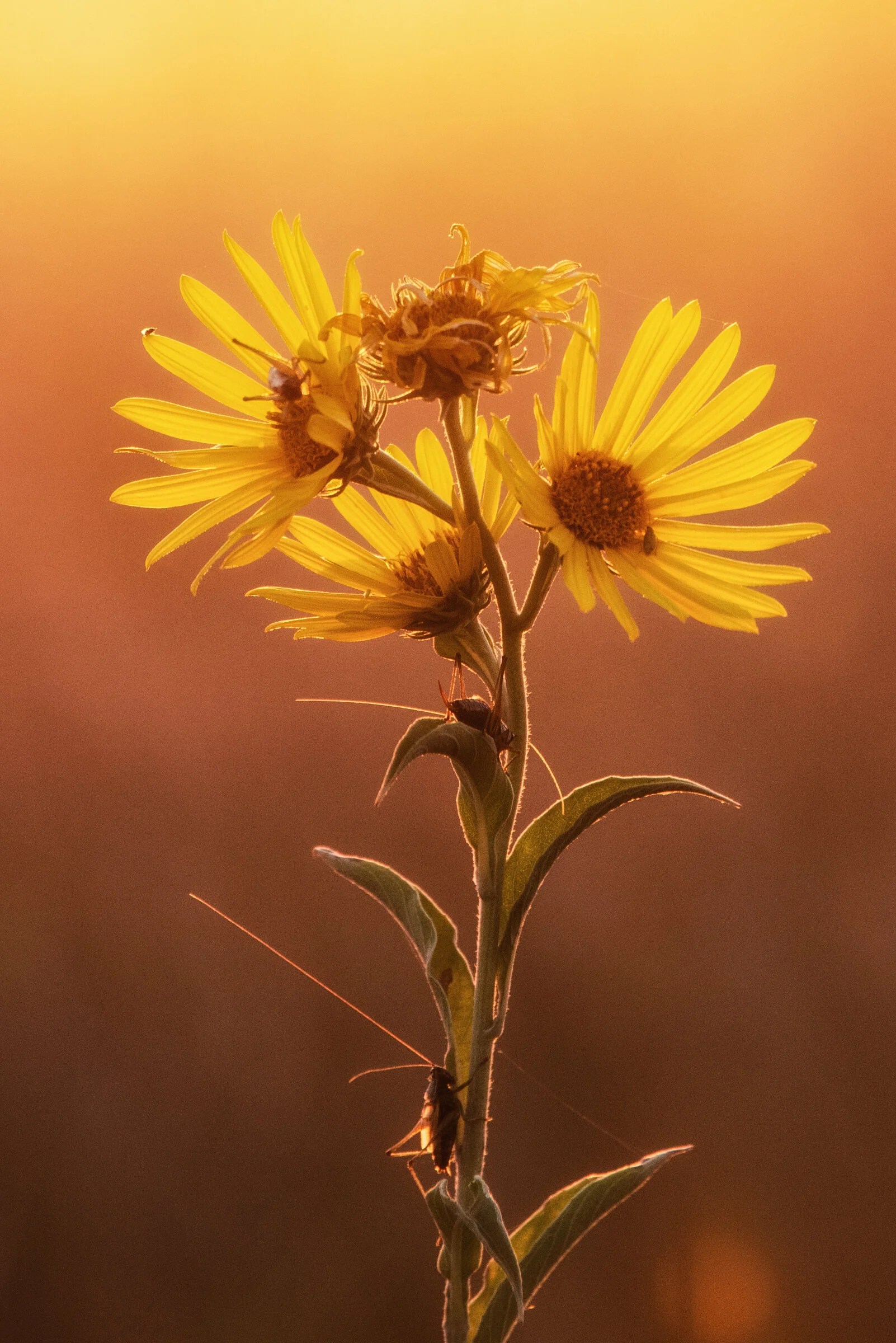 _8105414-Edit.jpg