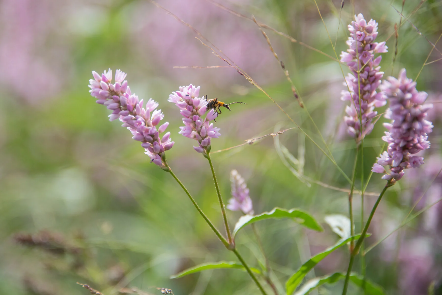 Pennsylvania smartweed.jpg