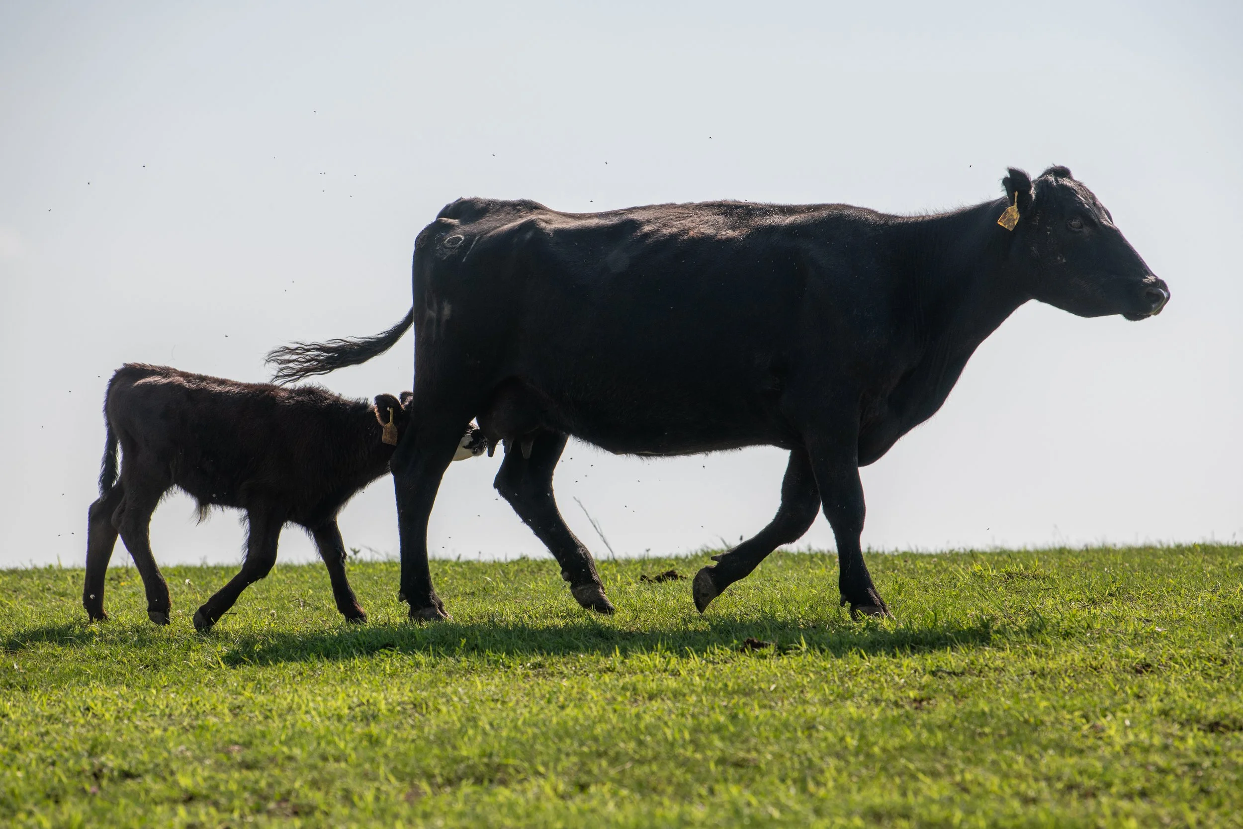 Sorting pairs-265.jpg