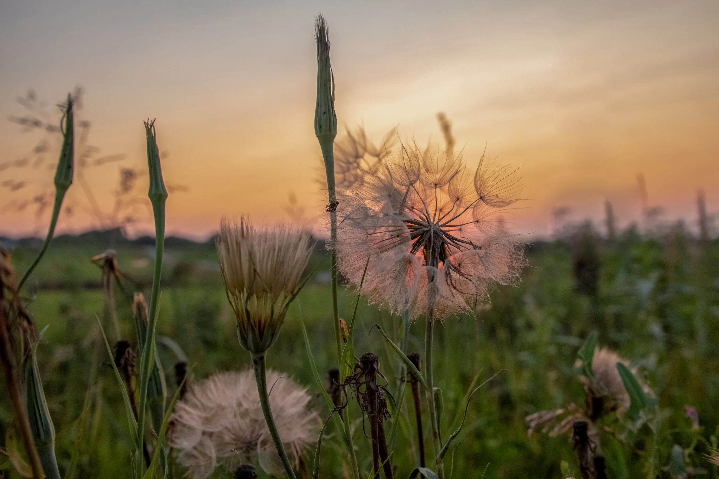 DSC_5991-Edit.jpg