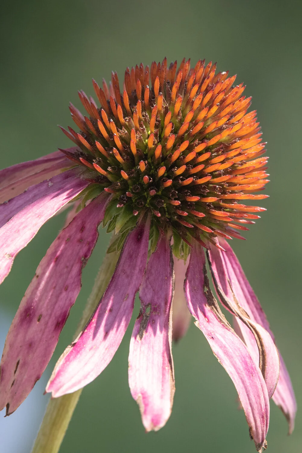 coneflower.jpg