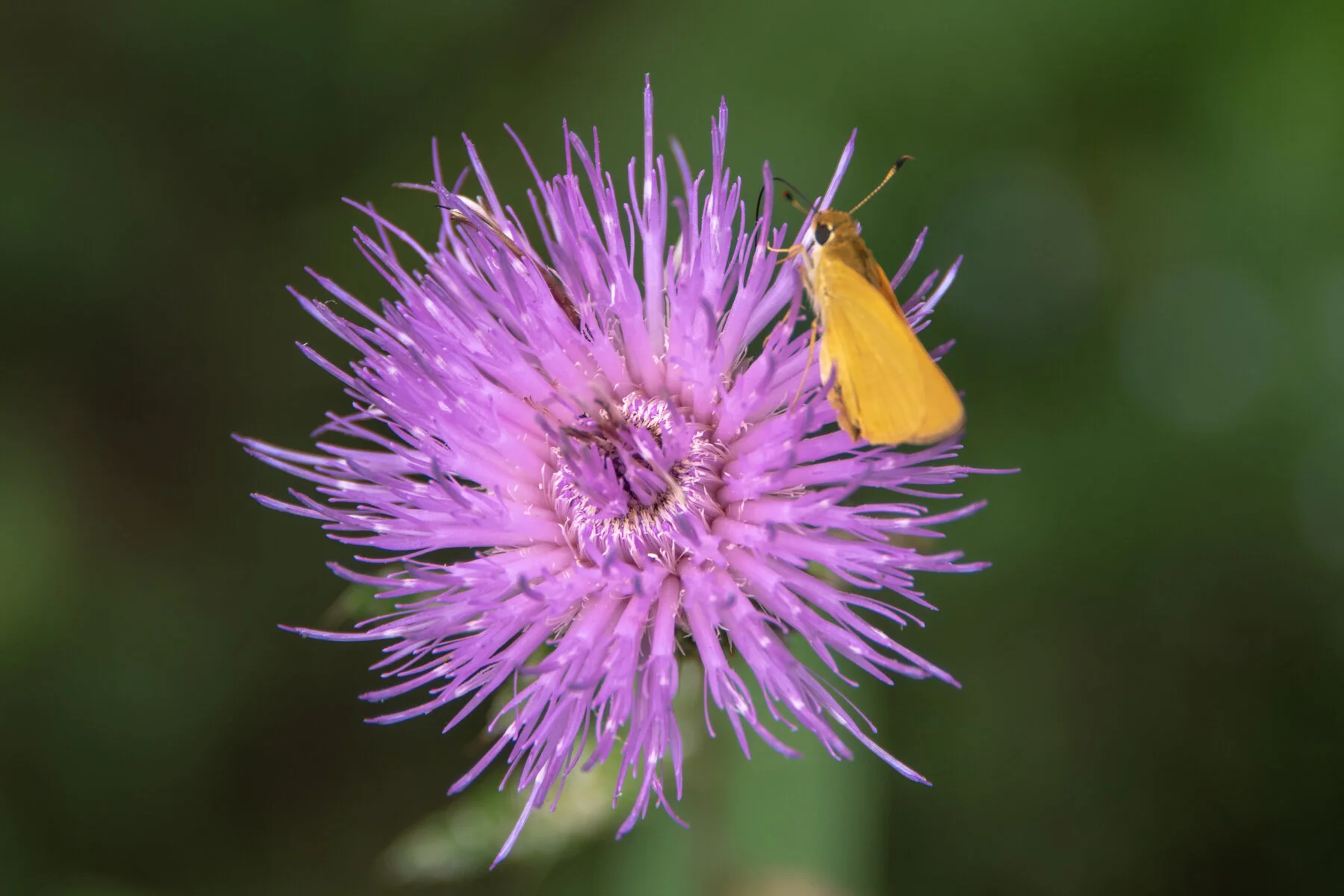 Texas thistle-2-Edit.jpg