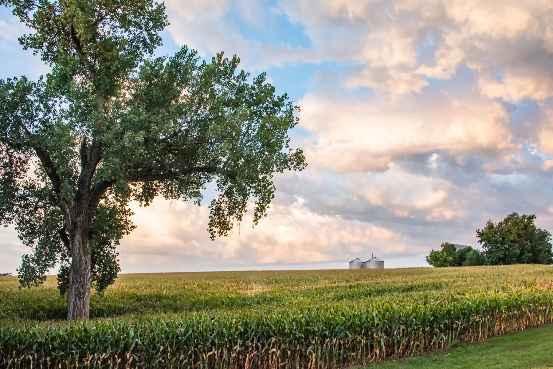 scenic tree and bins in cornfield.jpg