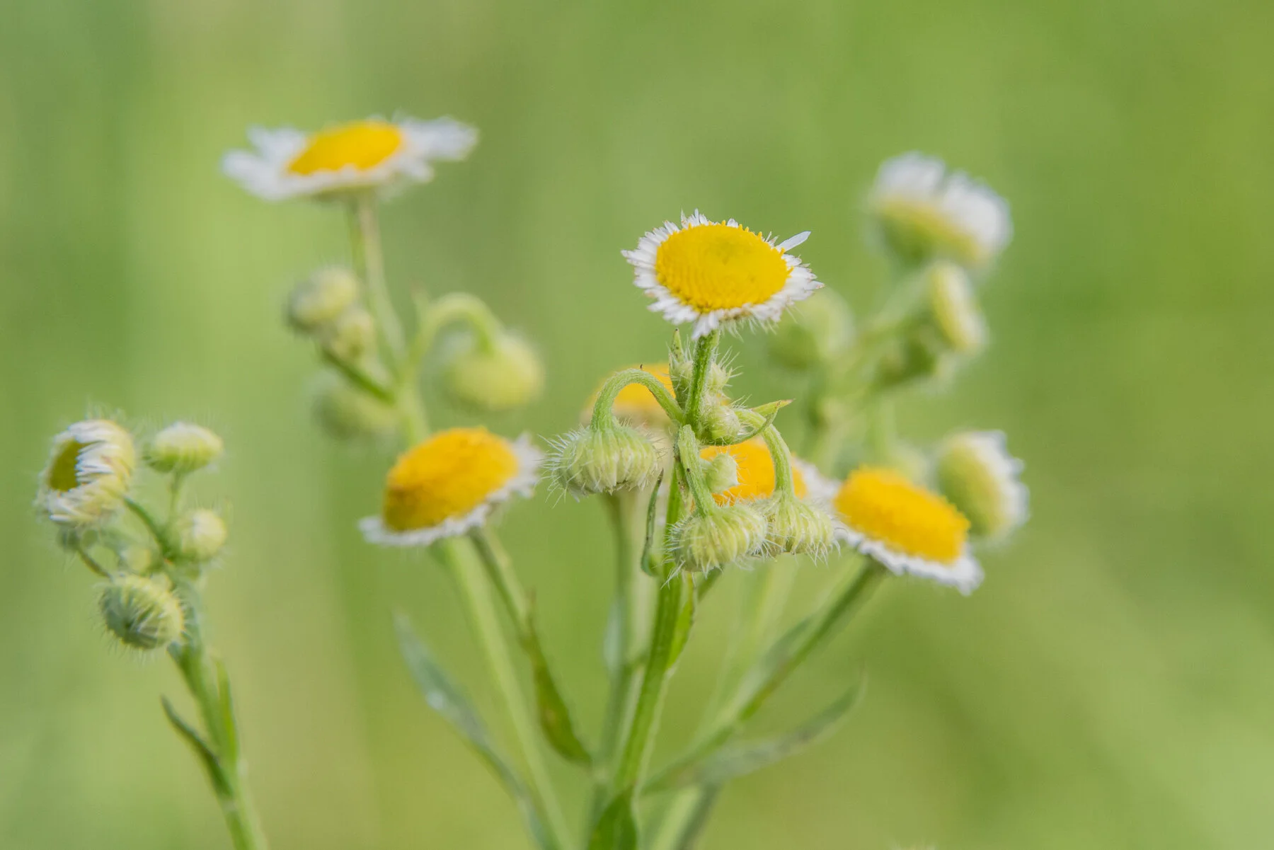 Prairie   Fleabane.jpg