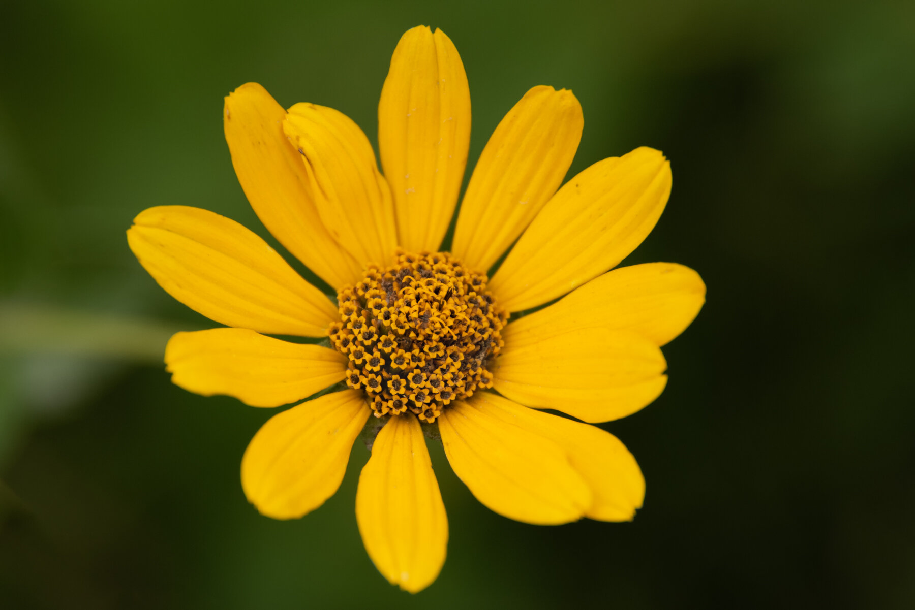 false    oxeye    sunflower.jpg
