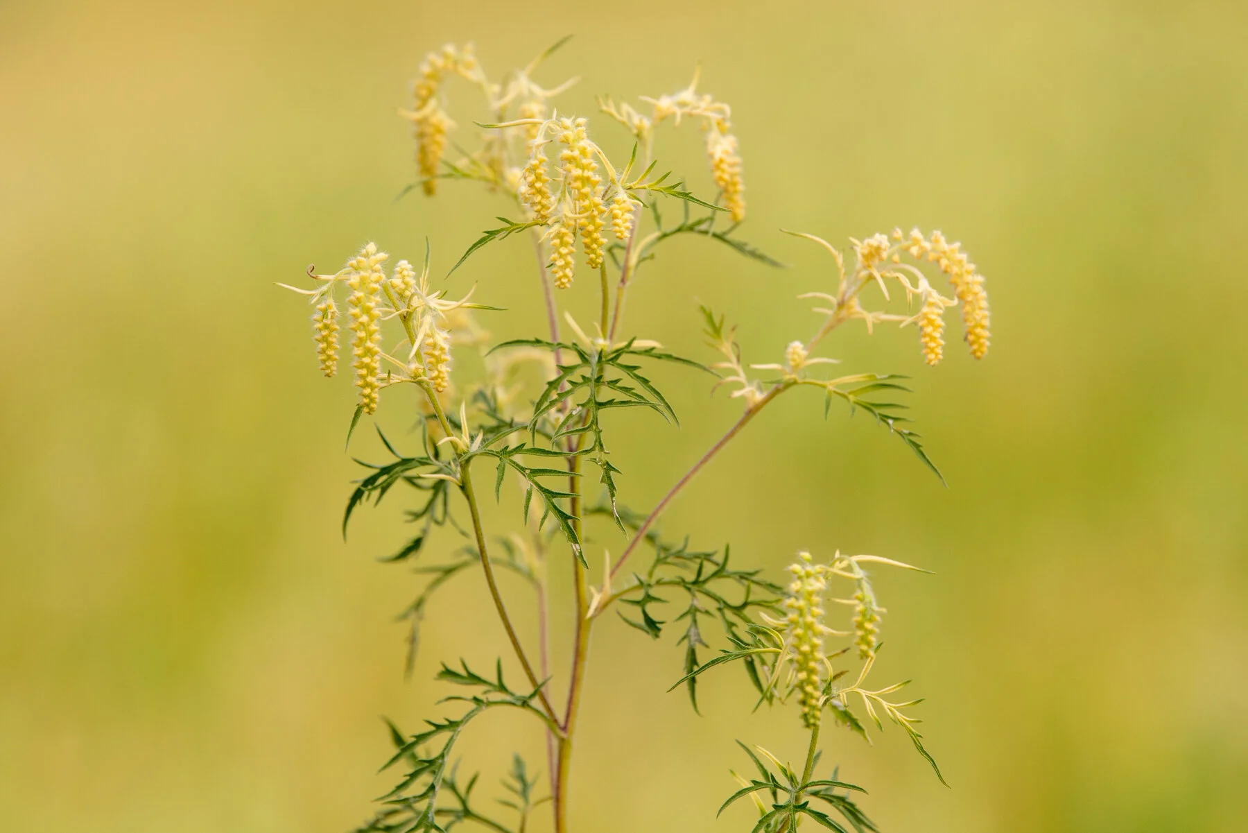 ragweed.jpg