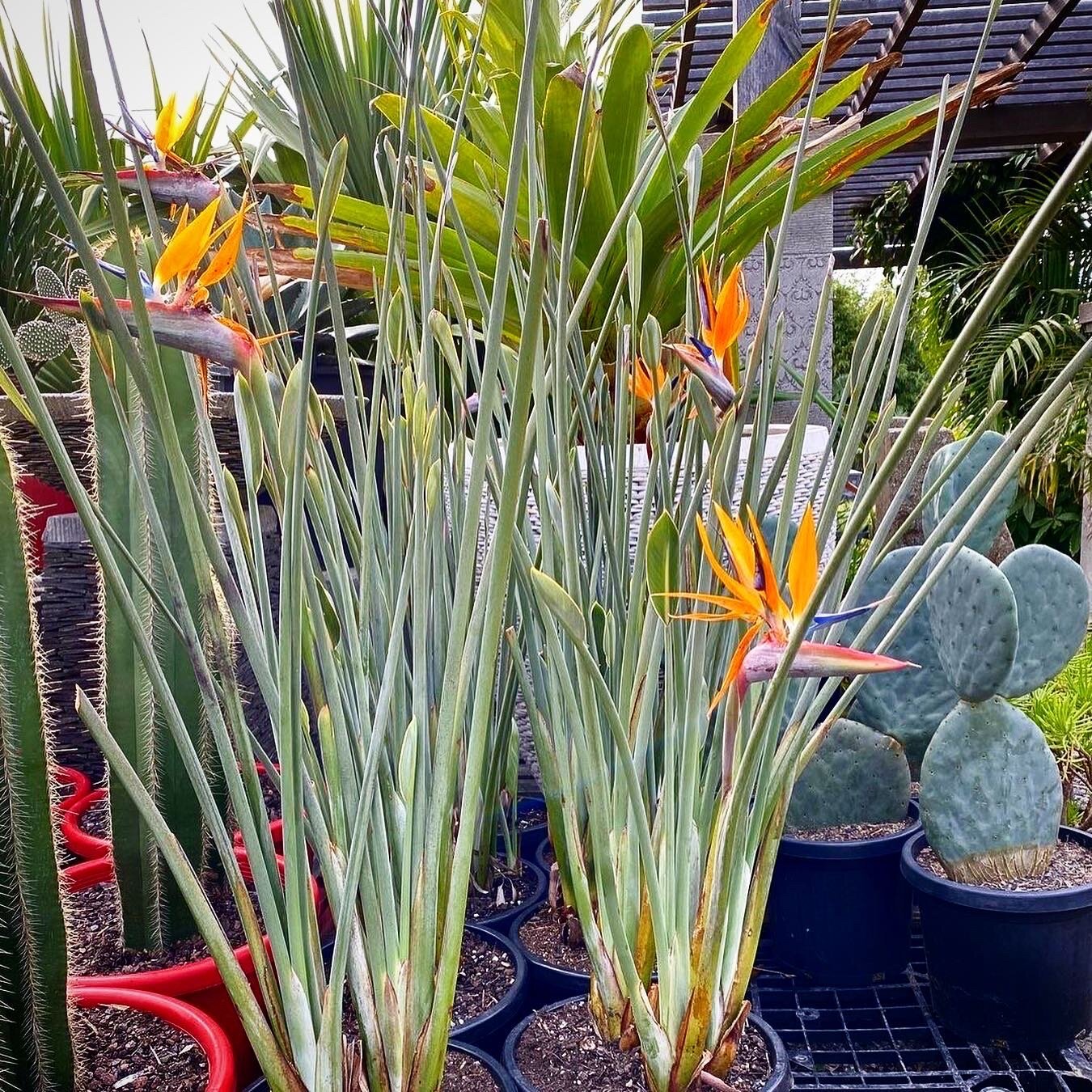 Bird of Paradise_08.jpeg