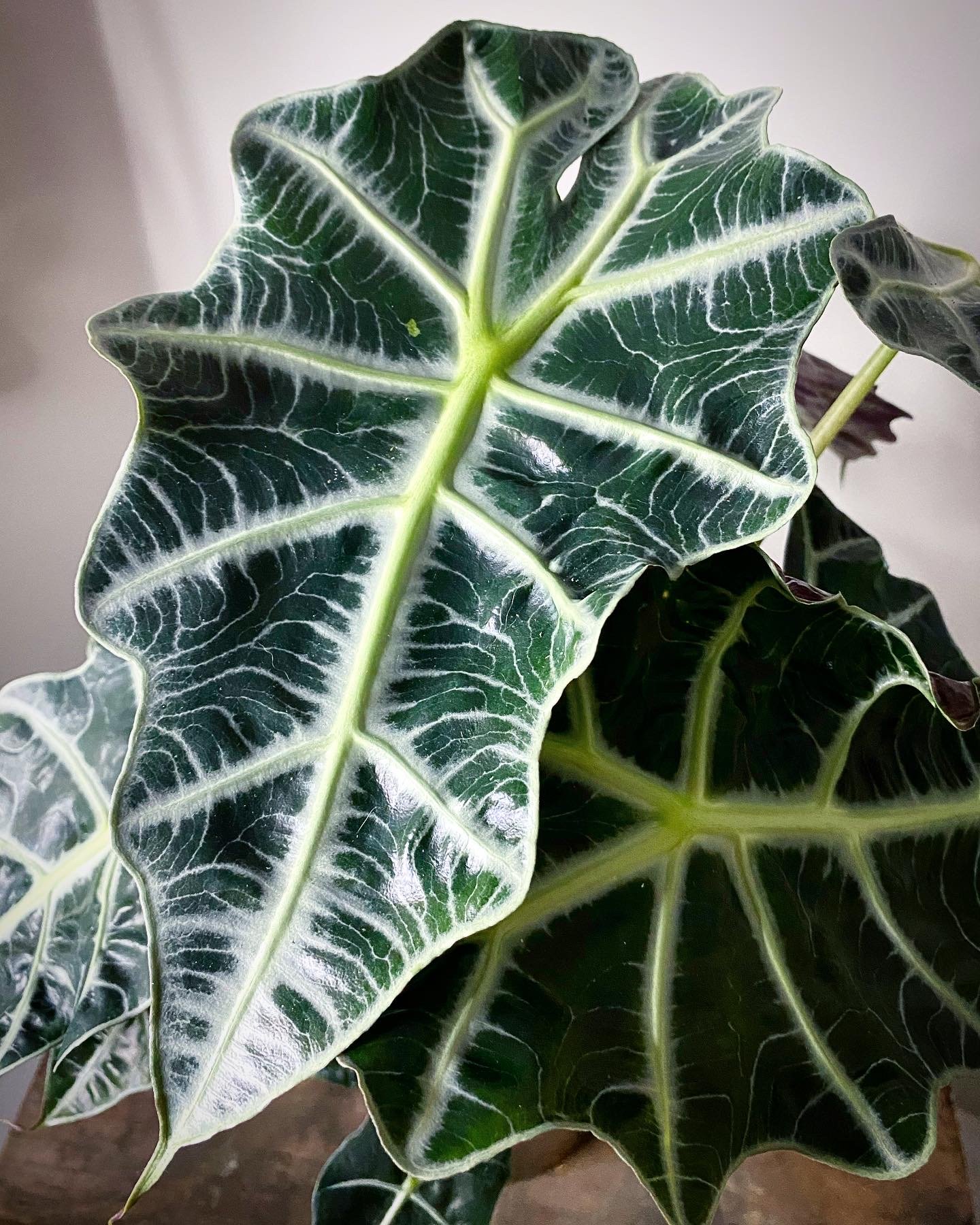 Alocasia_06.jpg