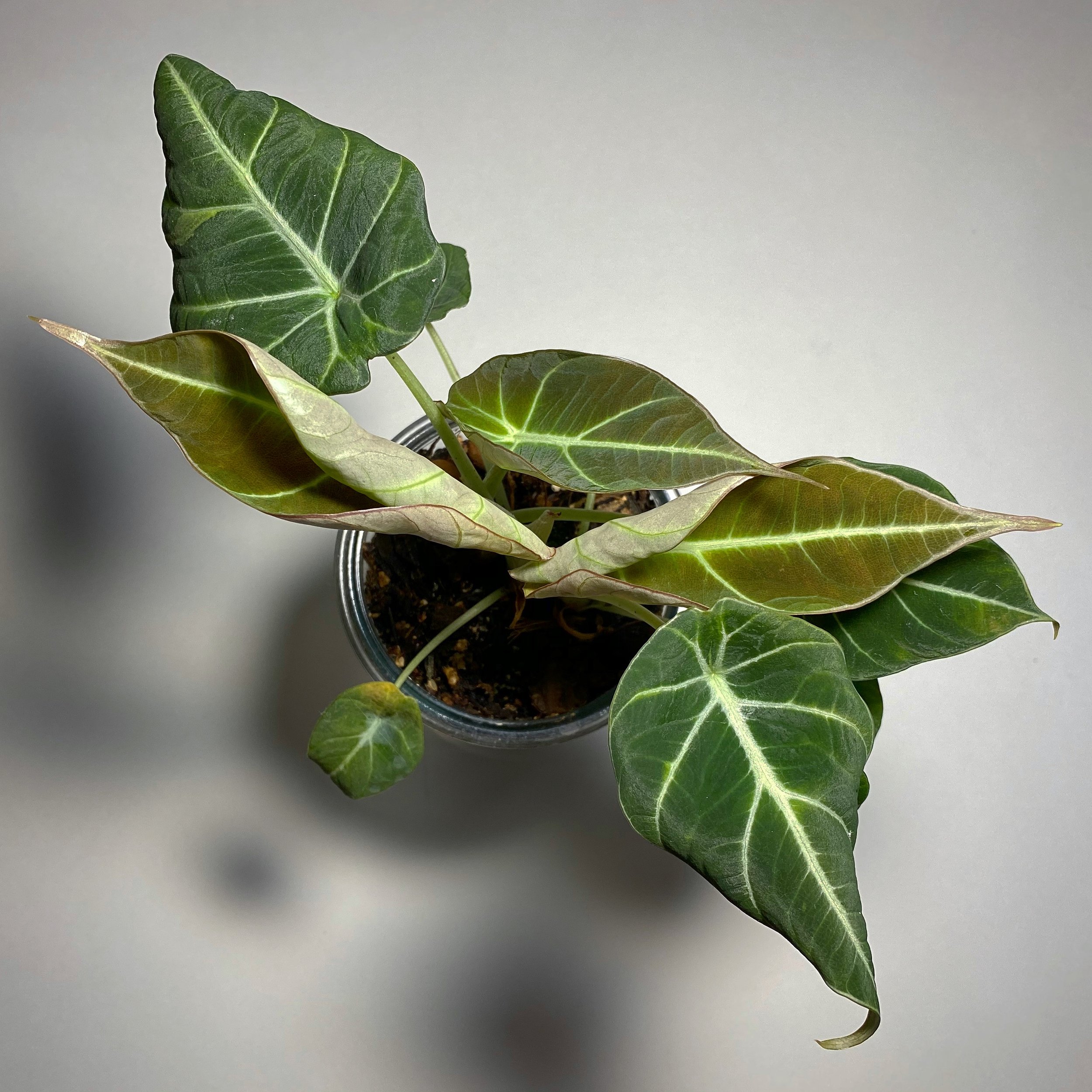 Alocasia_08.jpg