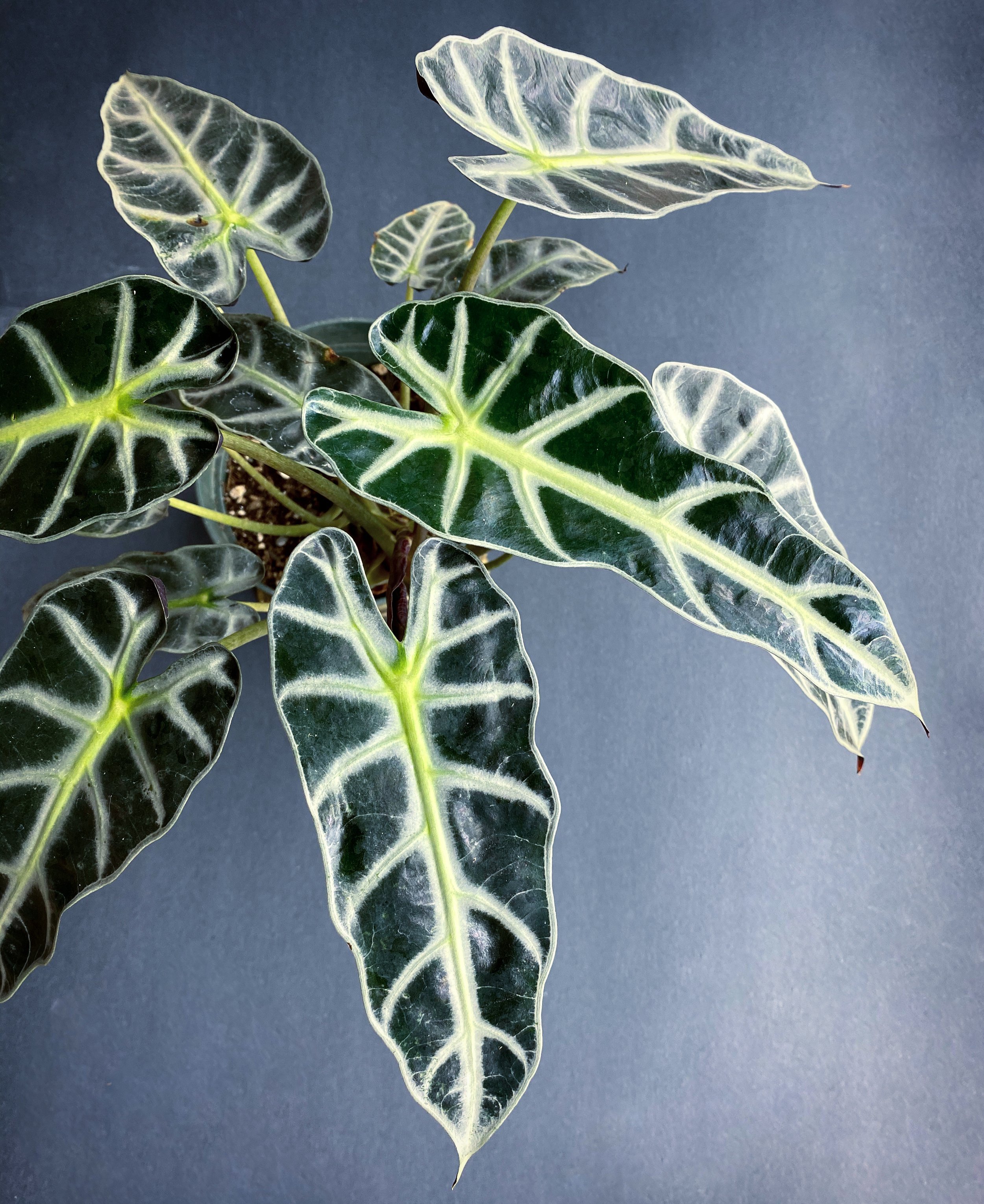 Alocasia_07.jpg