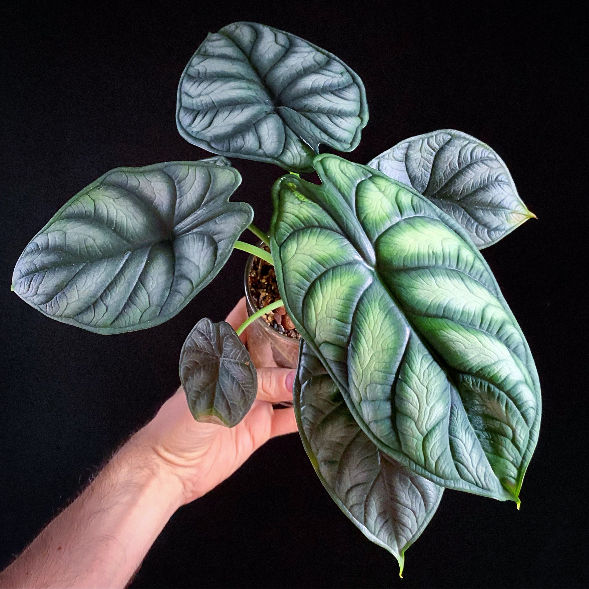 Alocasia_11.jpg