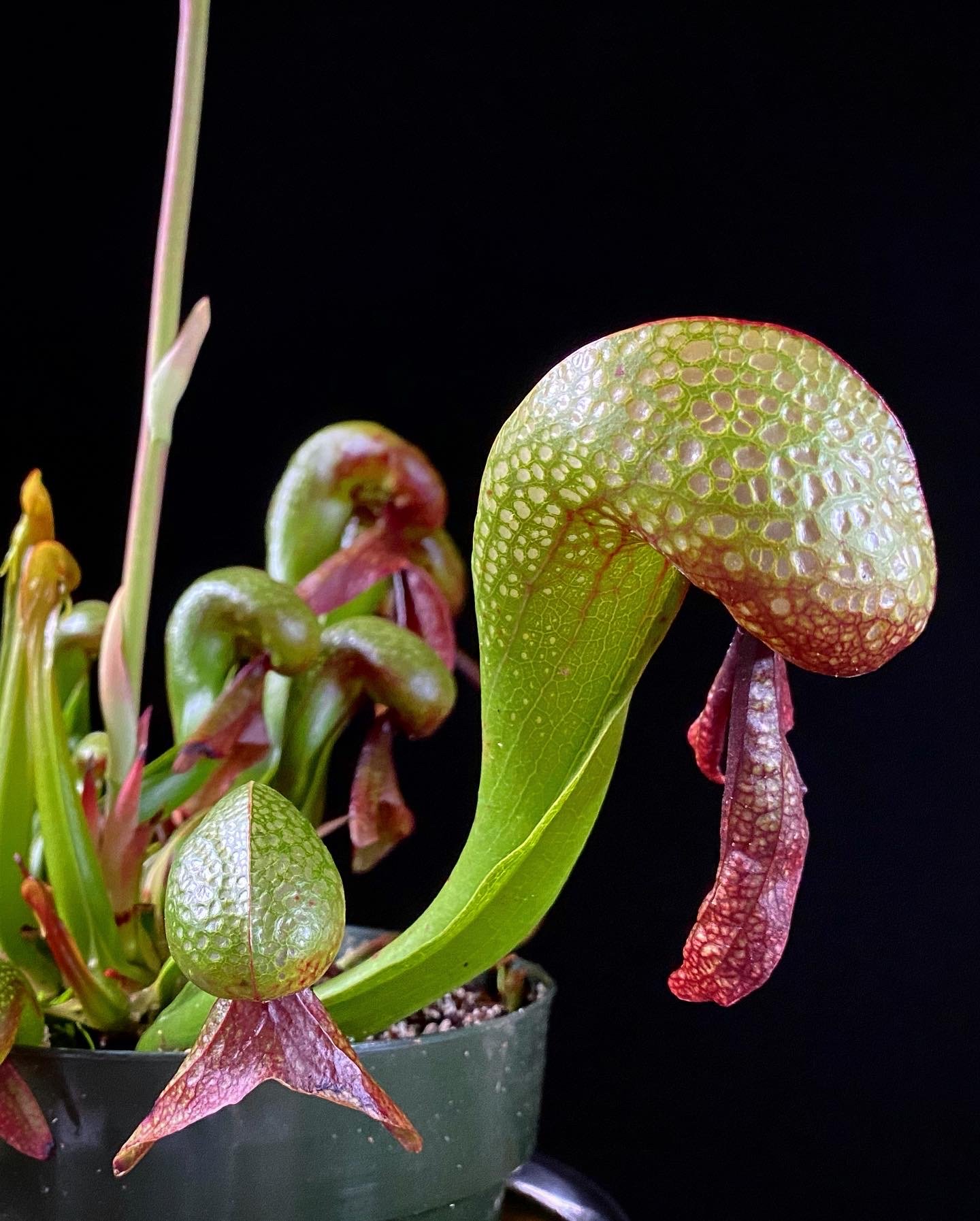 Darlingtonia_03.jpg