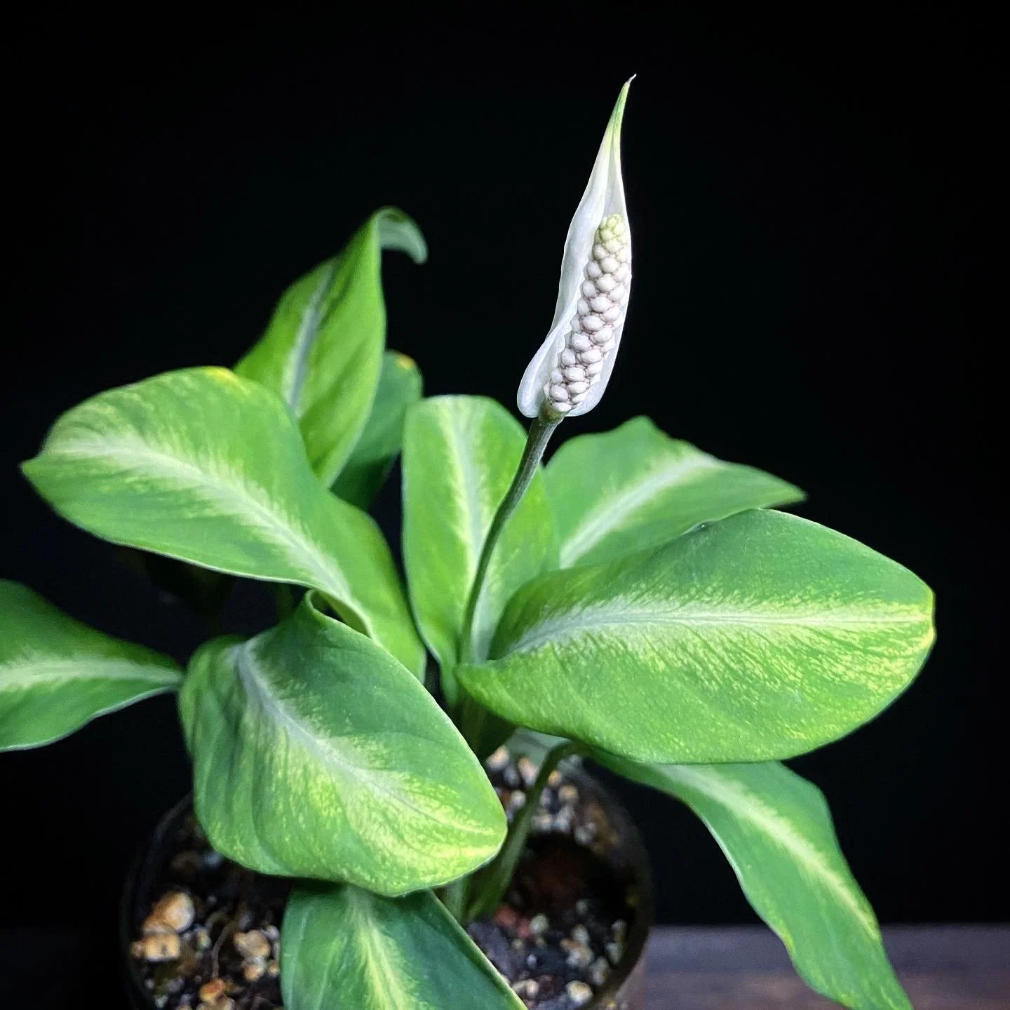 Peace Lily_03.jpg