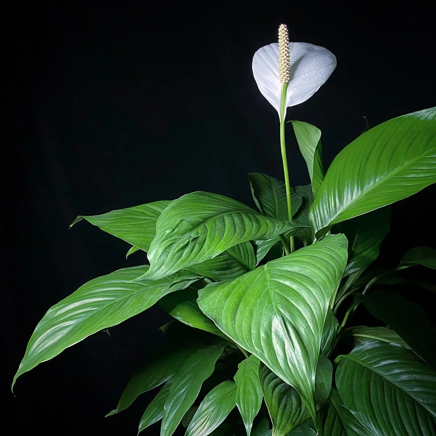 Peace Lily_01.jpg