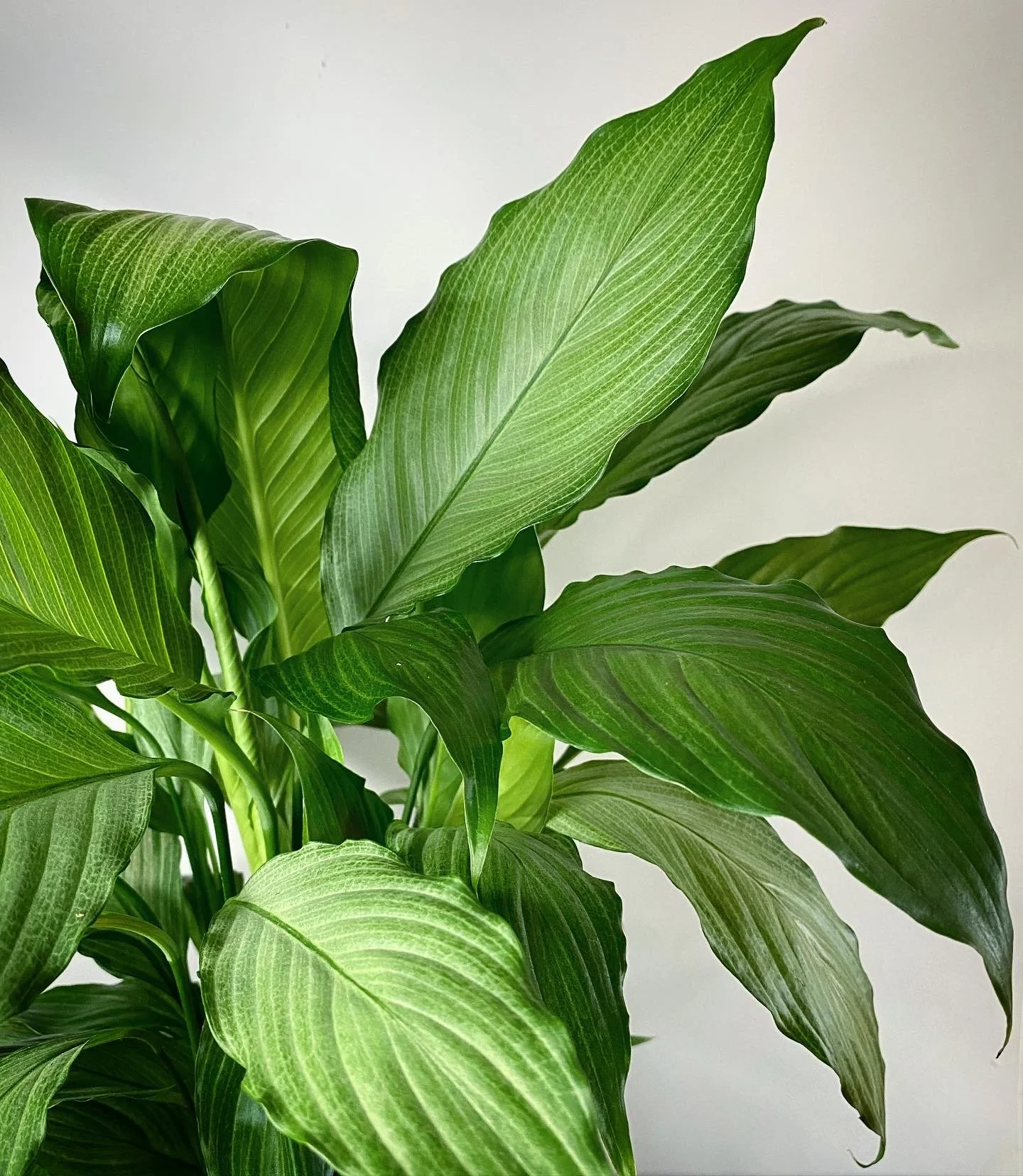 Peace Lily_04.jpg