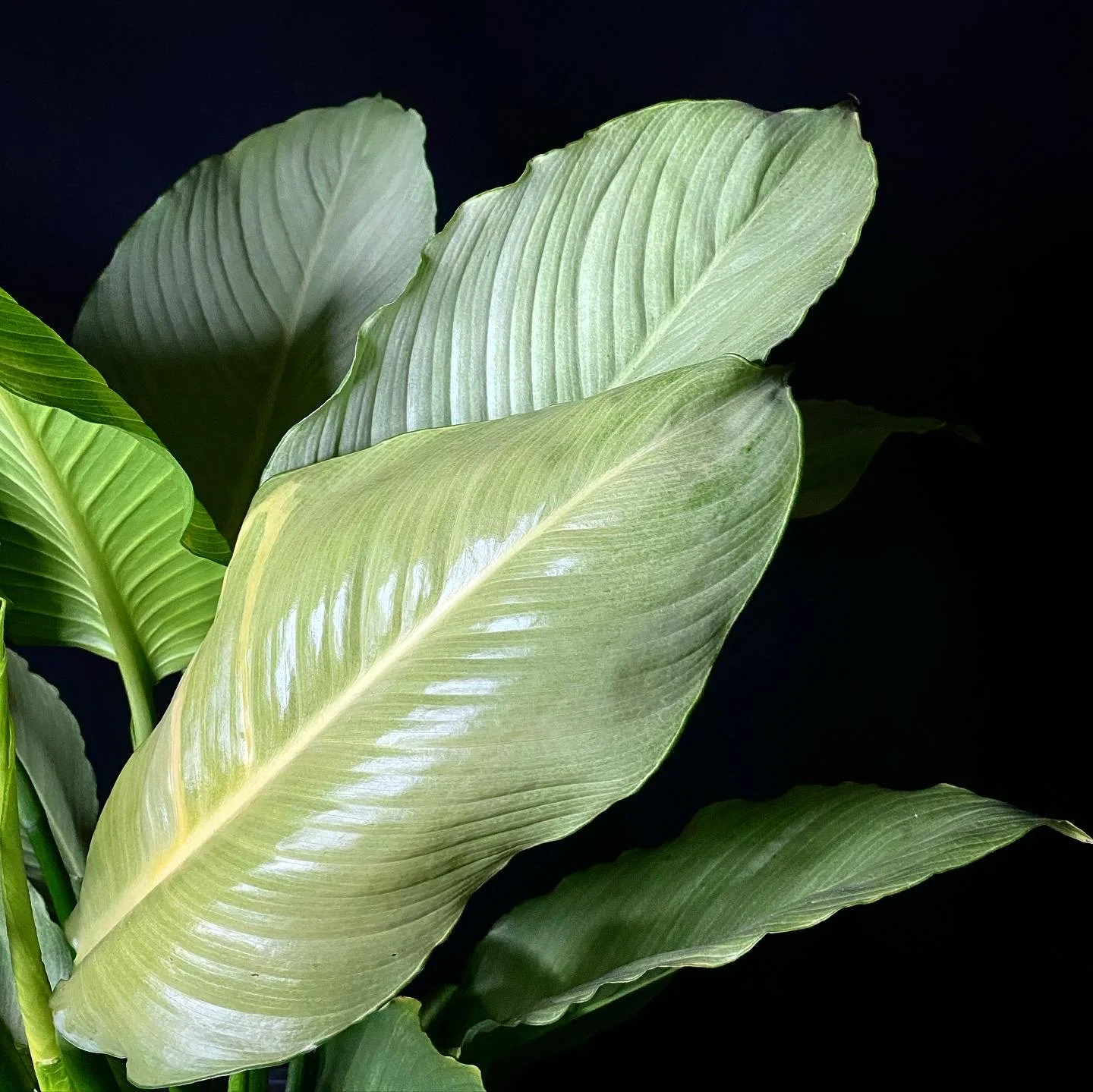 Peace Lily_05.jpg