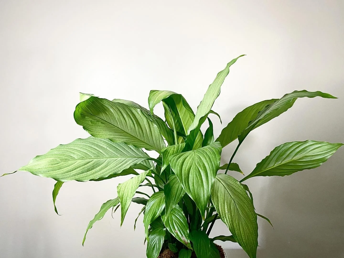 Peace Lily_07.jpg