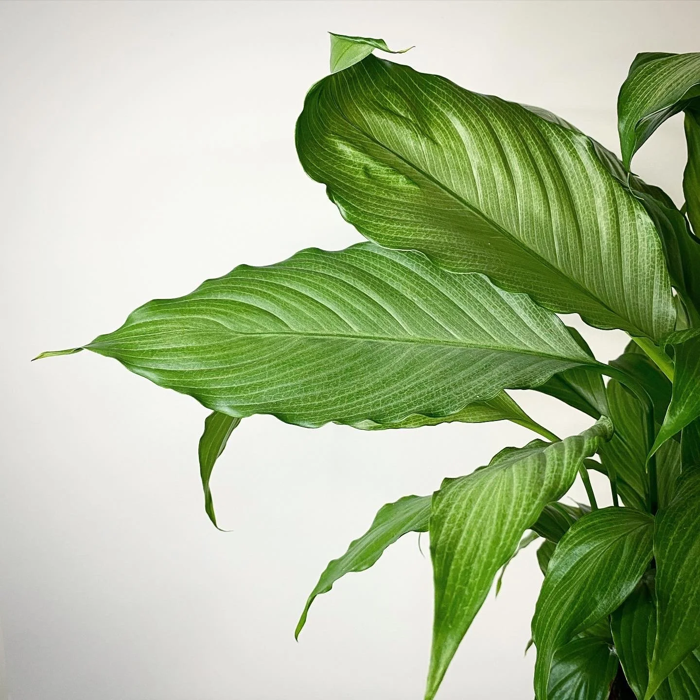 Peace Lily_06.jpg