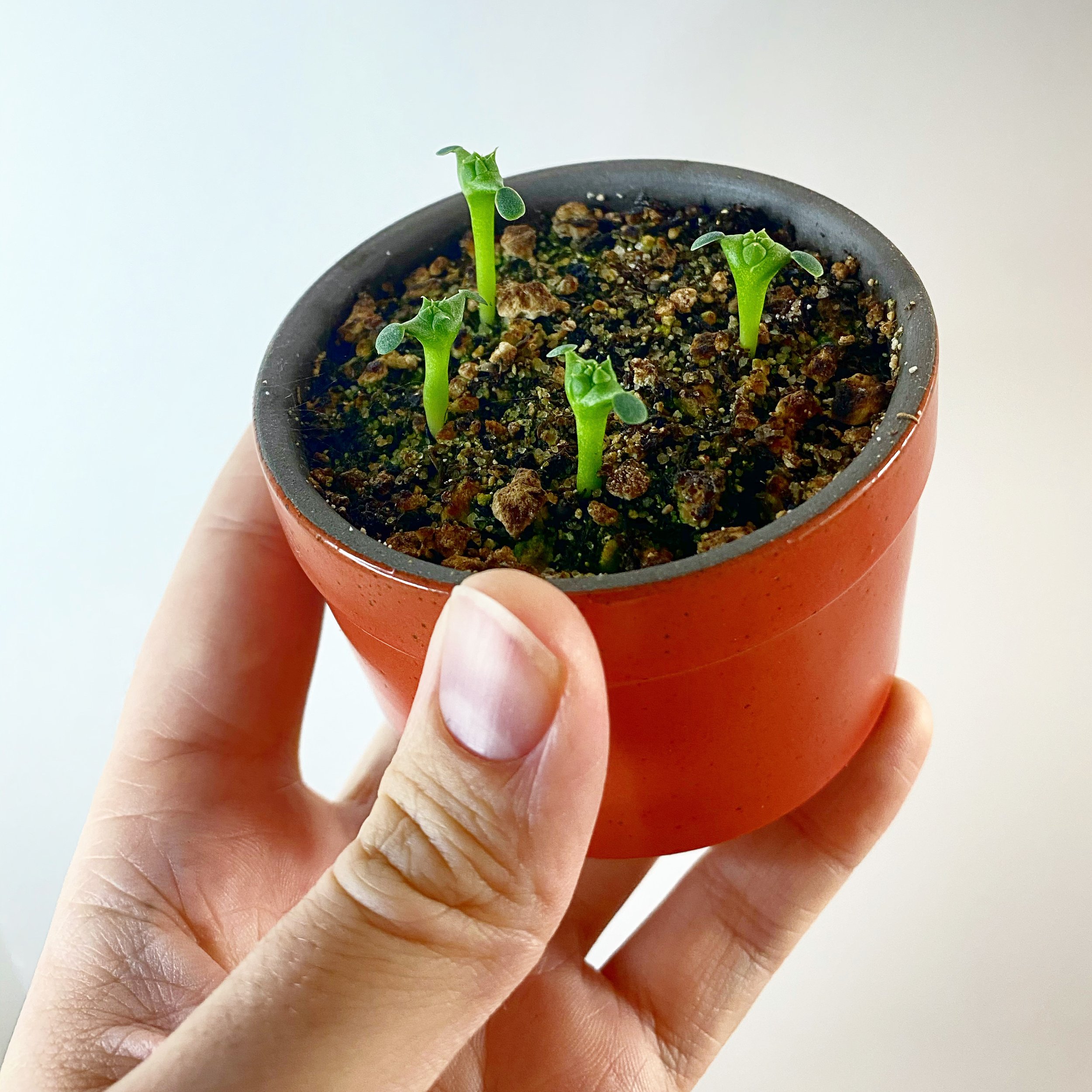 Euphorbia obesa_03.jpg