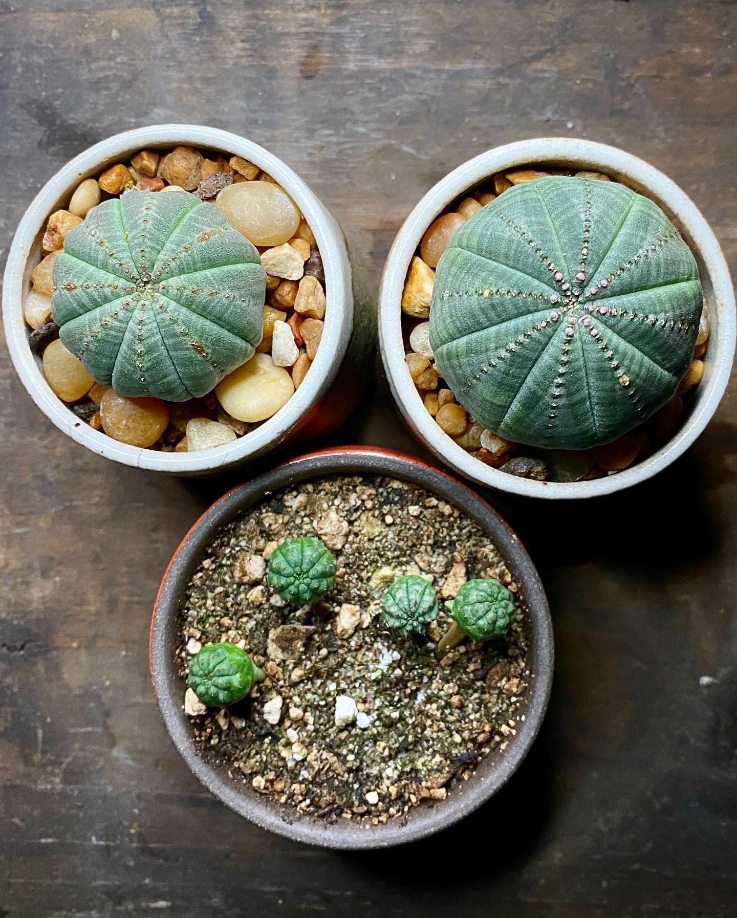 Euphorbia obesa_04.jpg