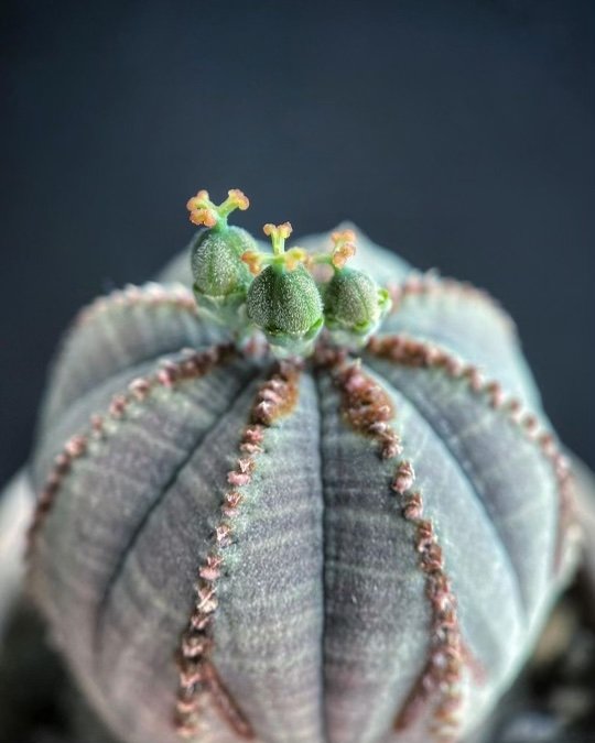 Euphorbia obesa_07.jpg