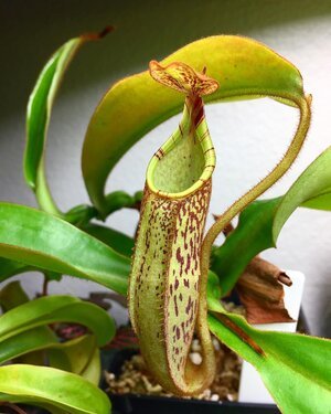 Nepenthes_03.jpeg