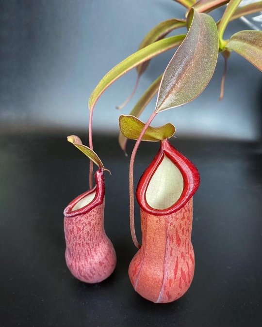 Nepenthes_18.jpg