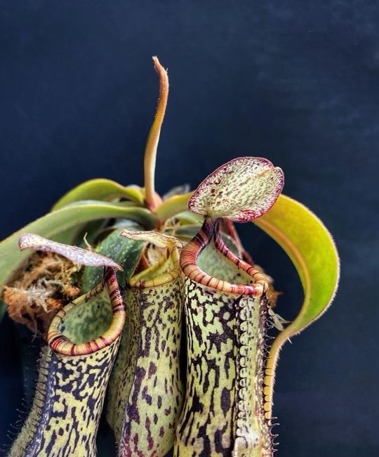 Nepenthes_17.jpg