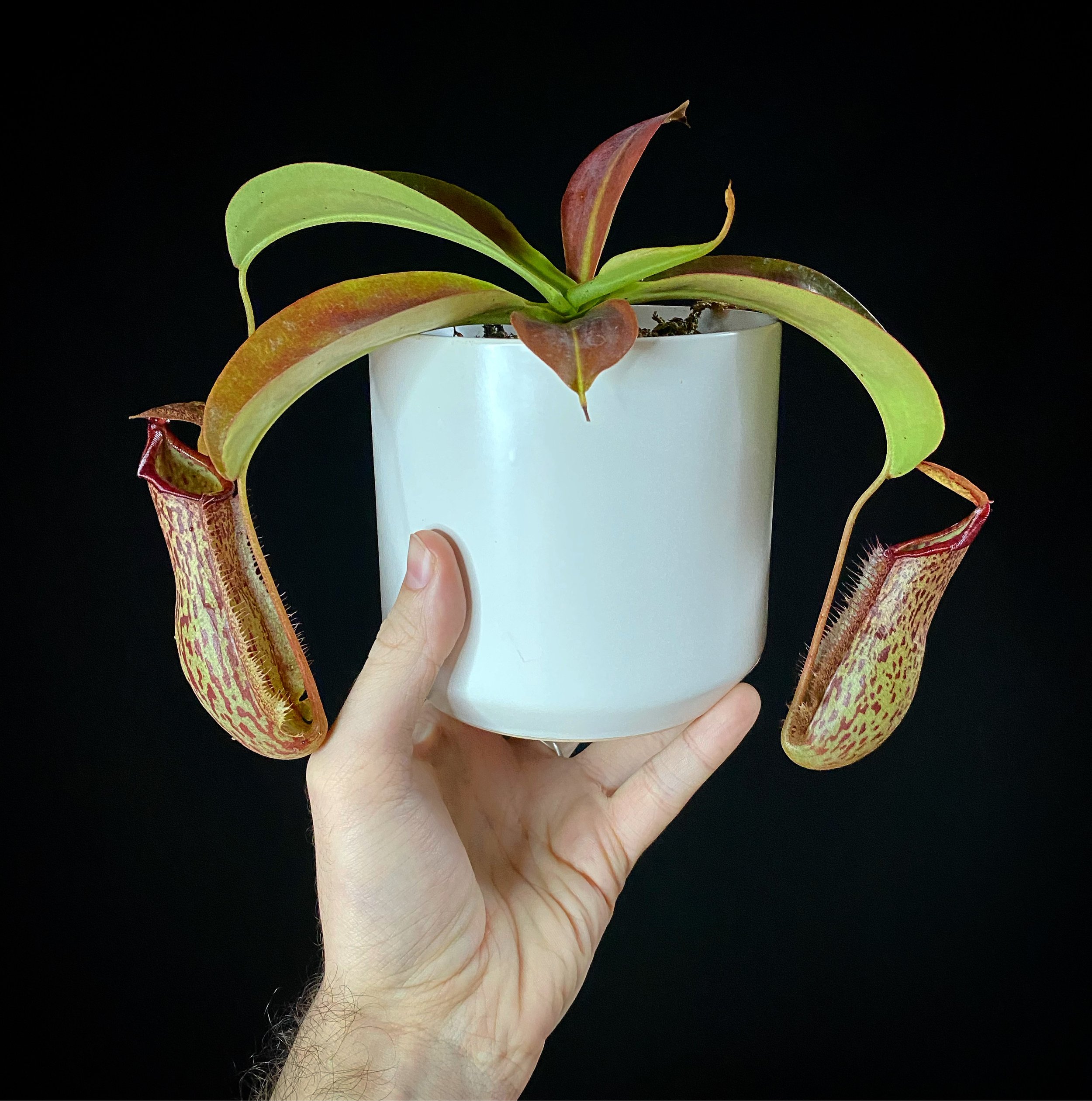 Nepenthes_14.jpg