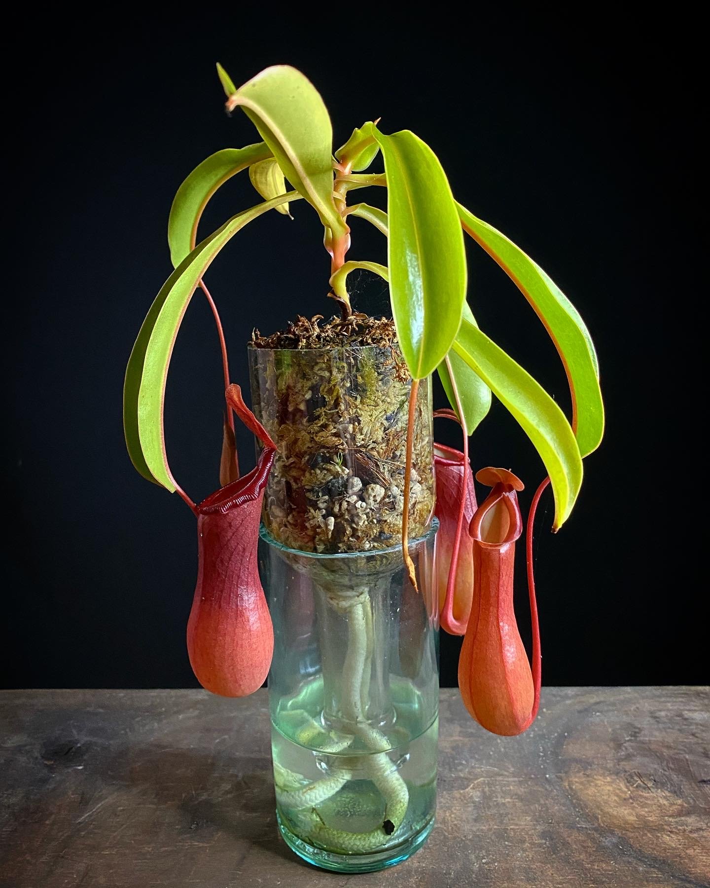 Nepenthes_12.jpg
