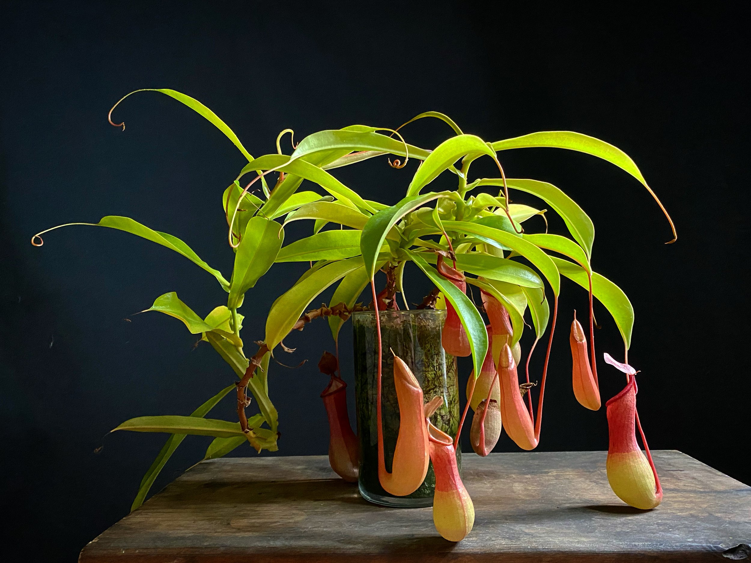 Nepenthes_11.jpg