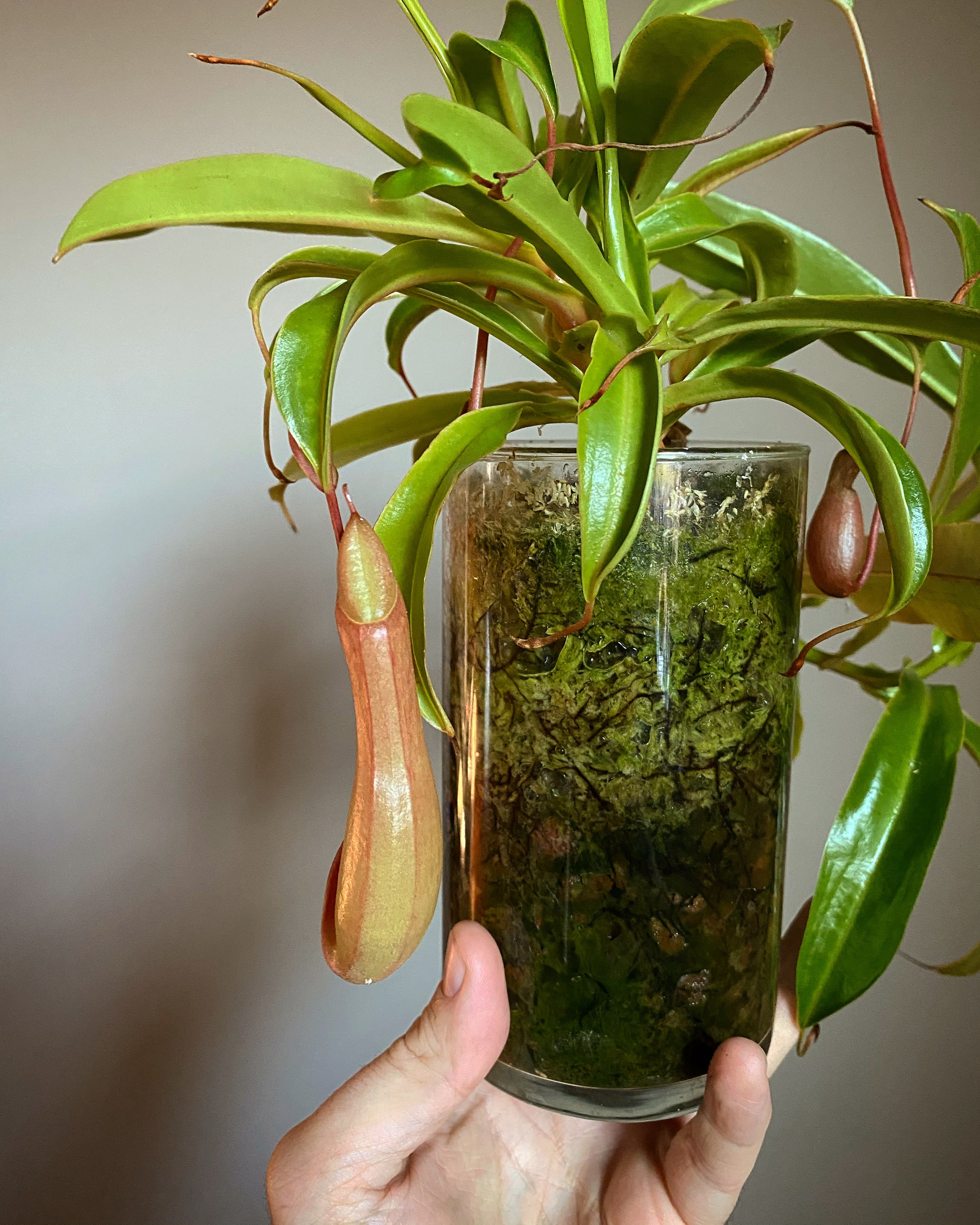 Nepenthes_10.jpg