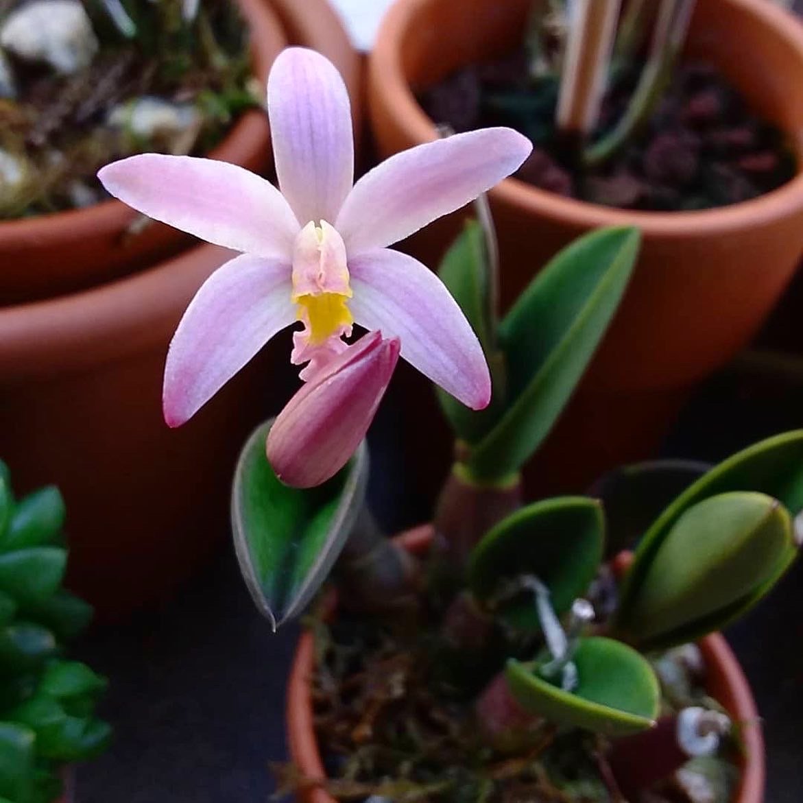 Suggestion to Stephen, the newly revised Cattleya known as the Rupicolous Laelias