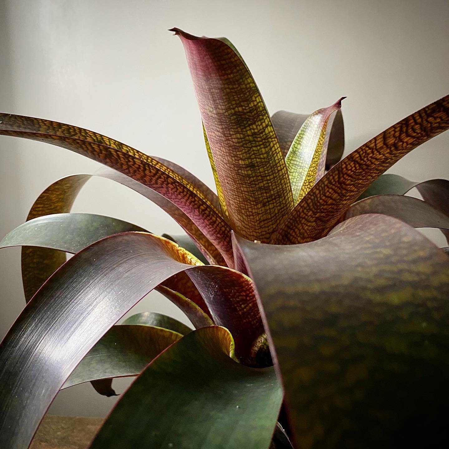 Bromeliad_02.jpg