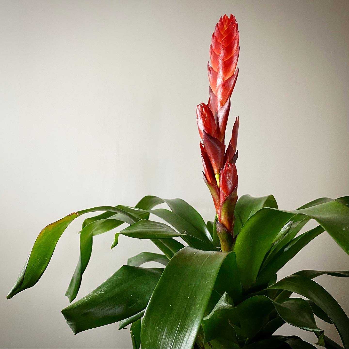 Bromeliad_04.jpg