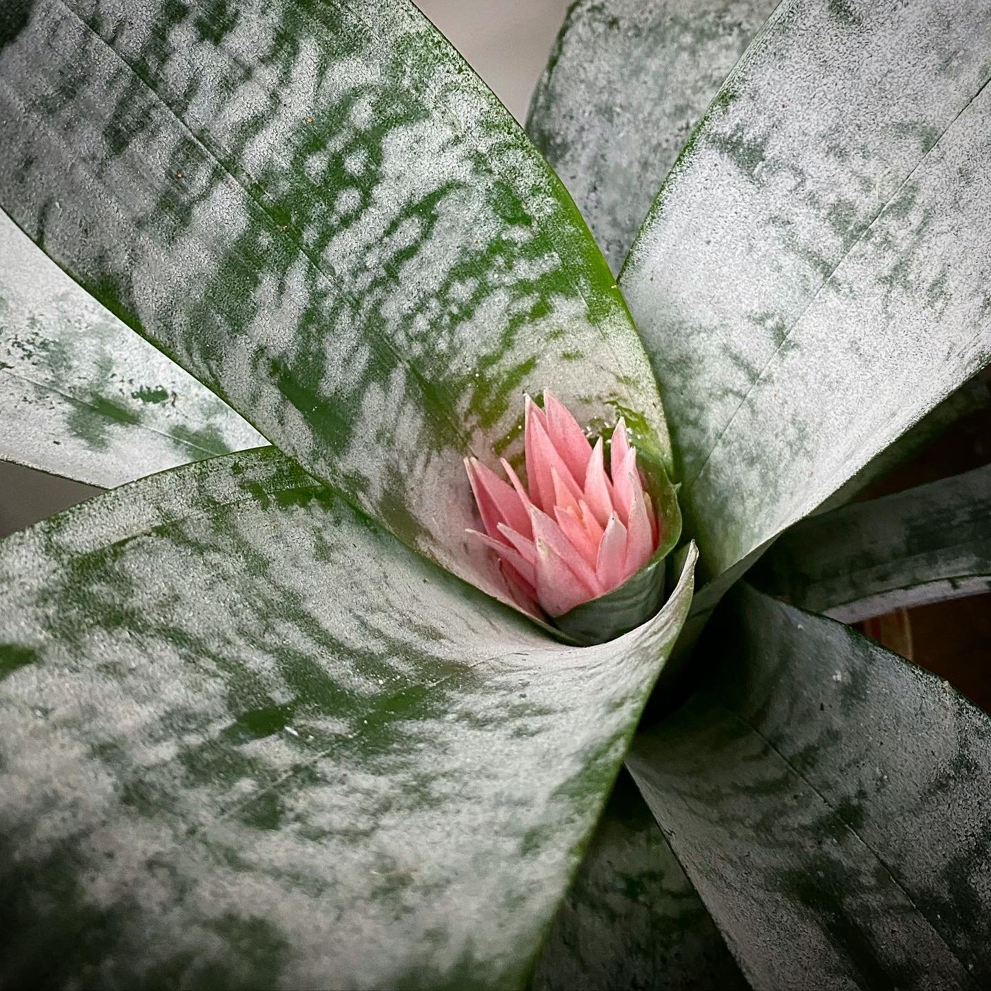 Bromeliad_06.jpg