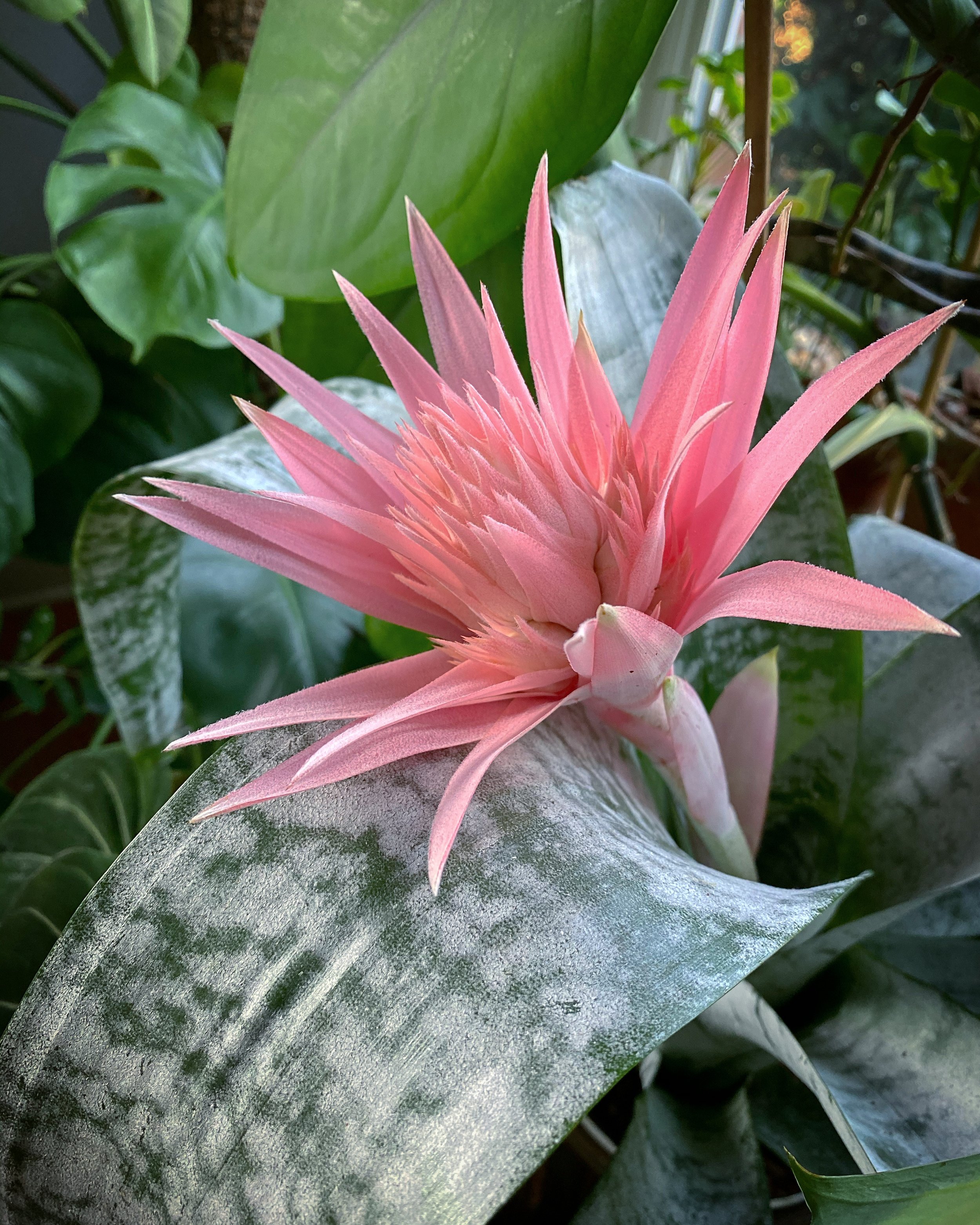 Bromeliad_07.jpg