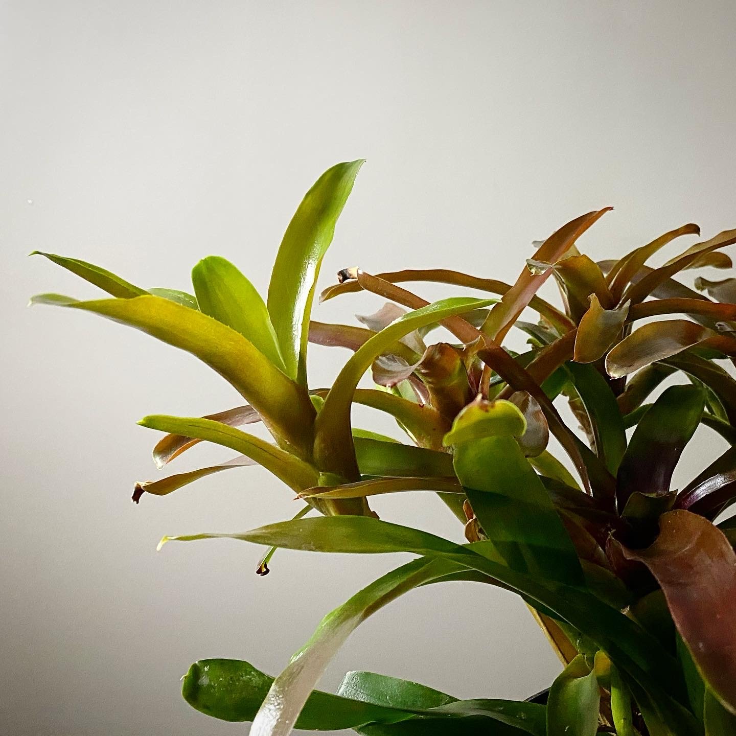 Bromeliad_10.jpg