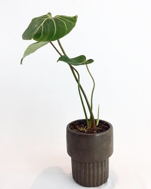 Philodendron gloriosum_02.jpeg